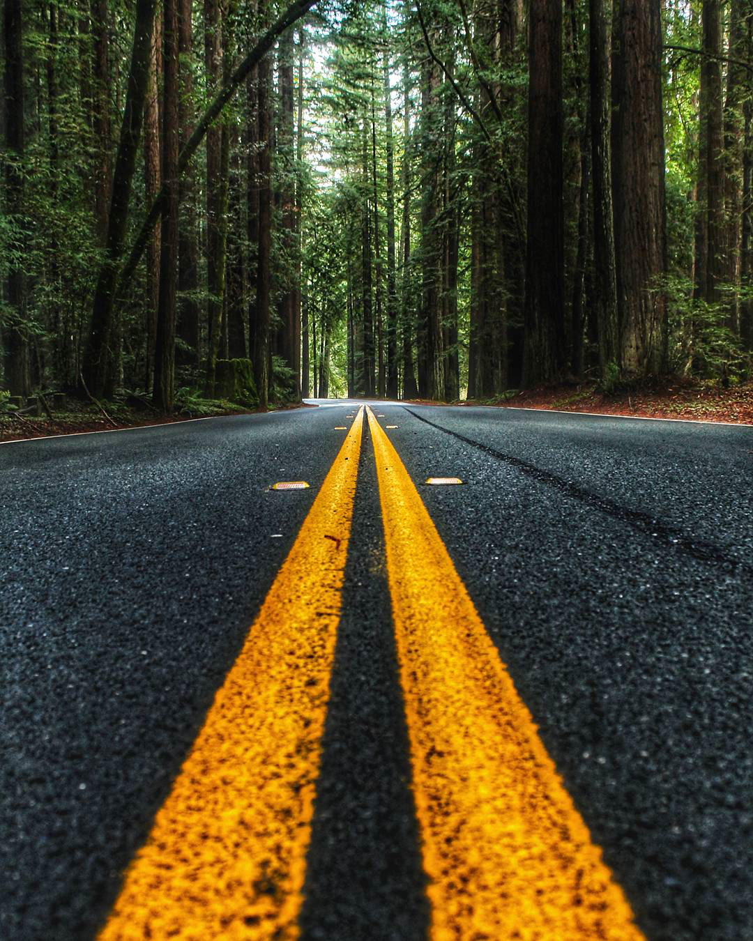 Redwood National Park, California