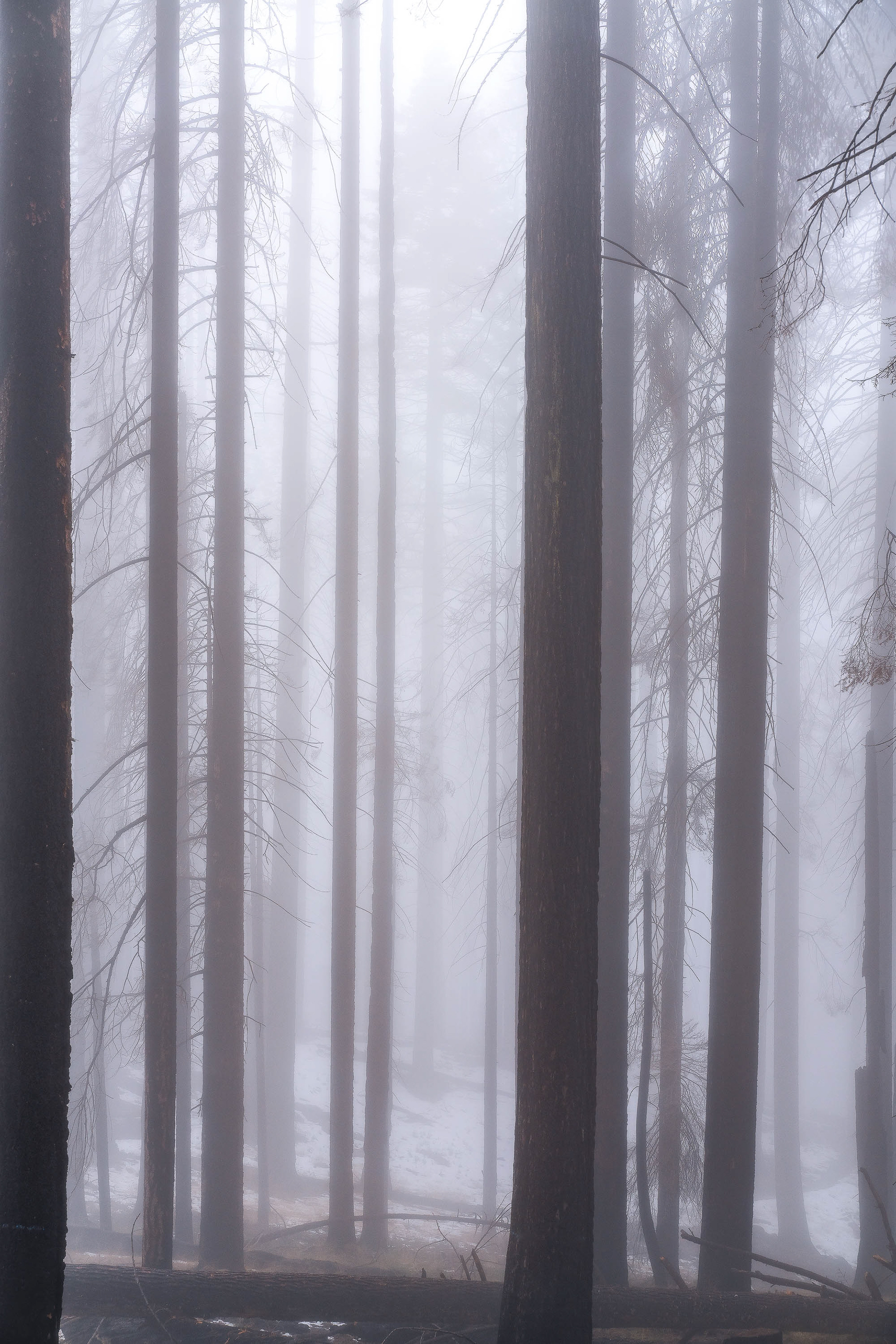 Misty Forests of California