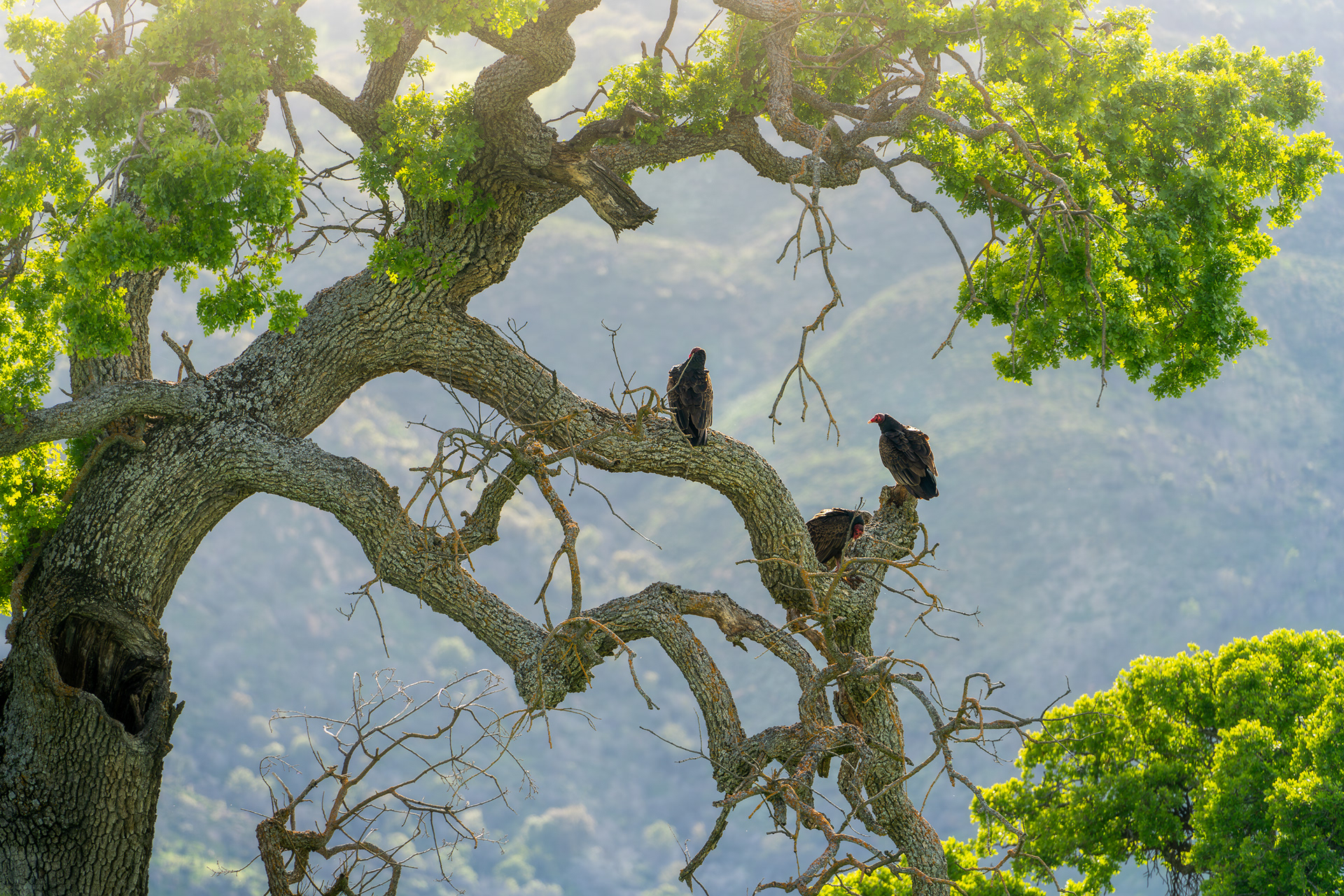 California Condors, Bay Area