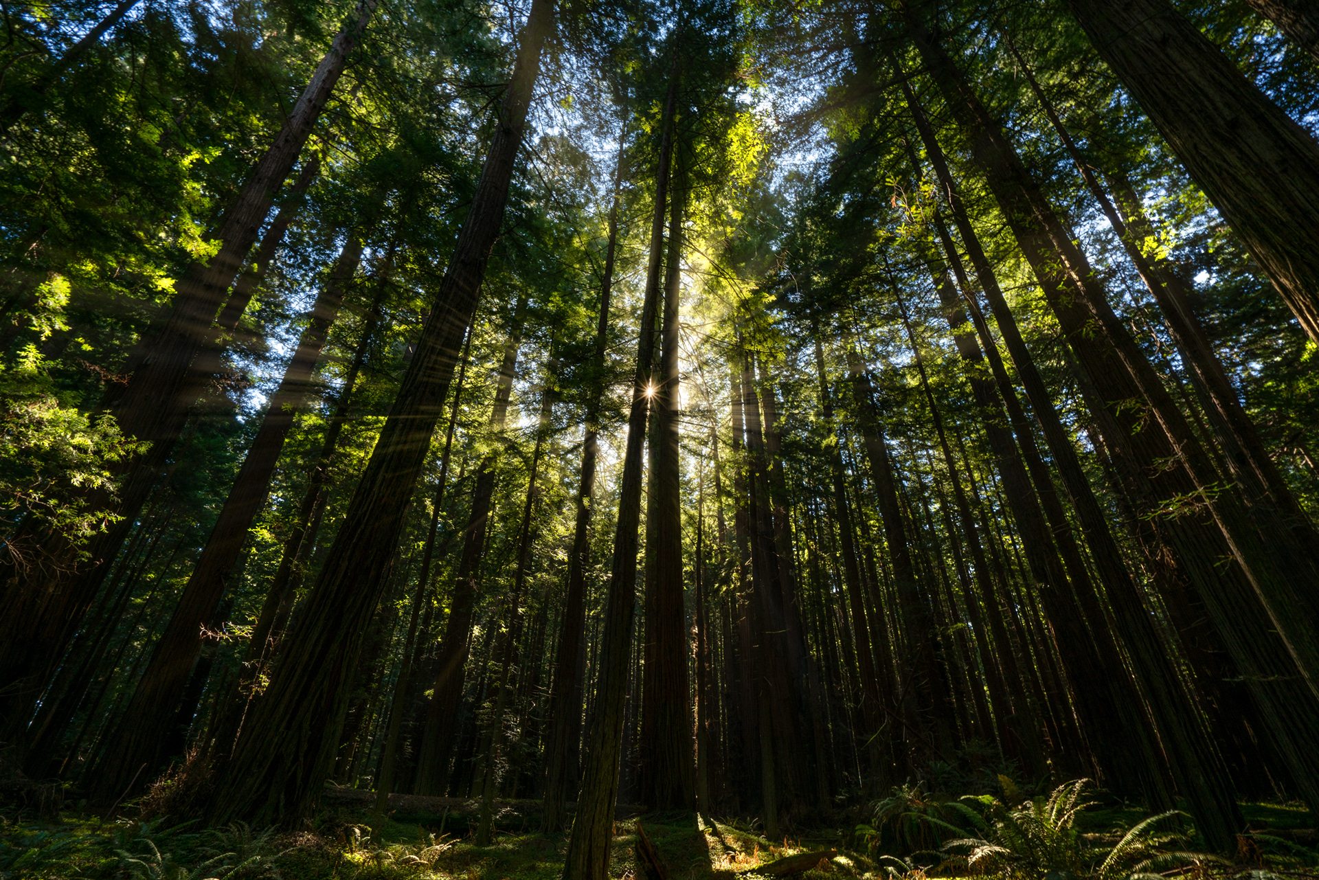 Redwoods National and State Park, California