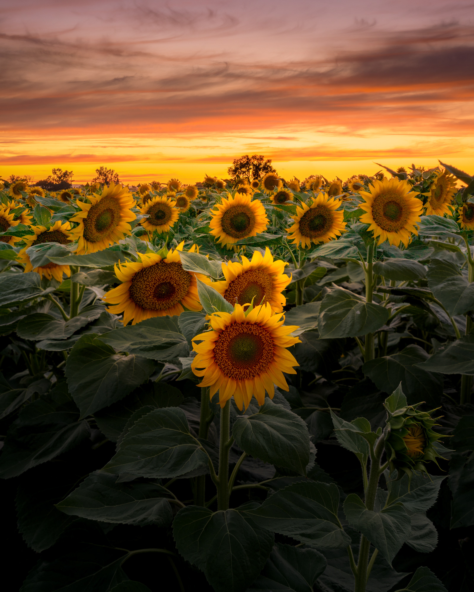 Yolo County , California