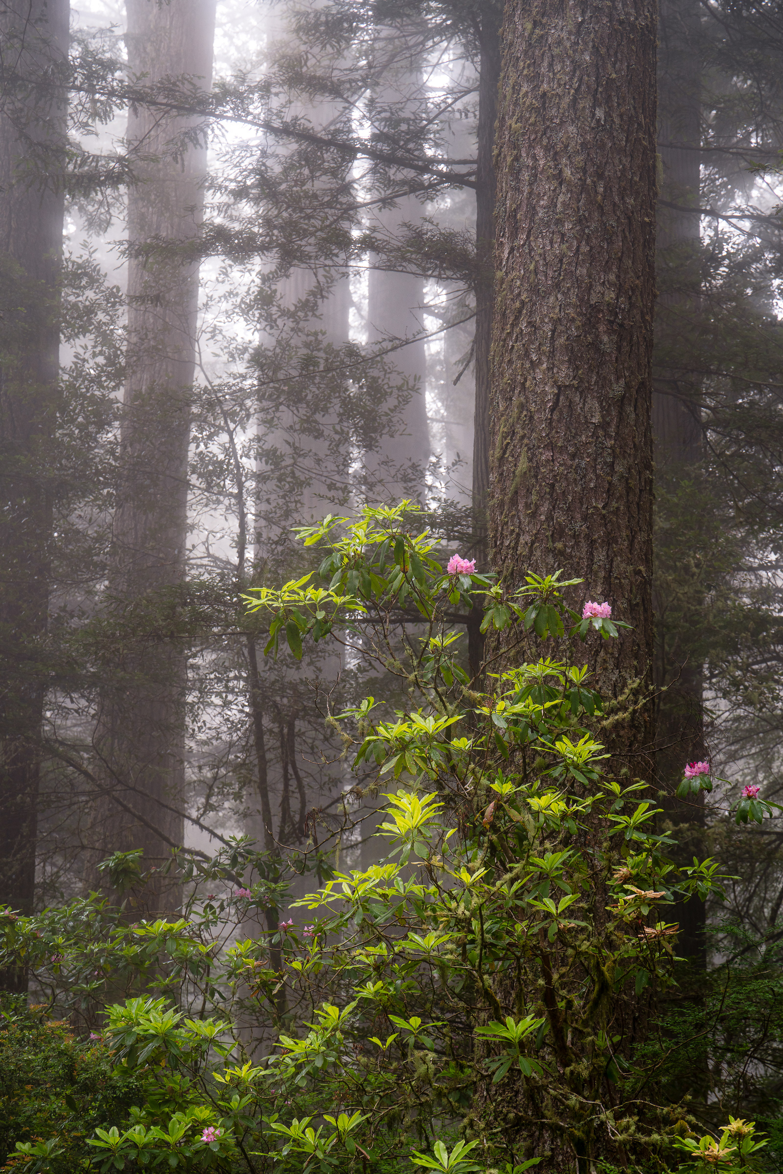 Redwood National Park, California