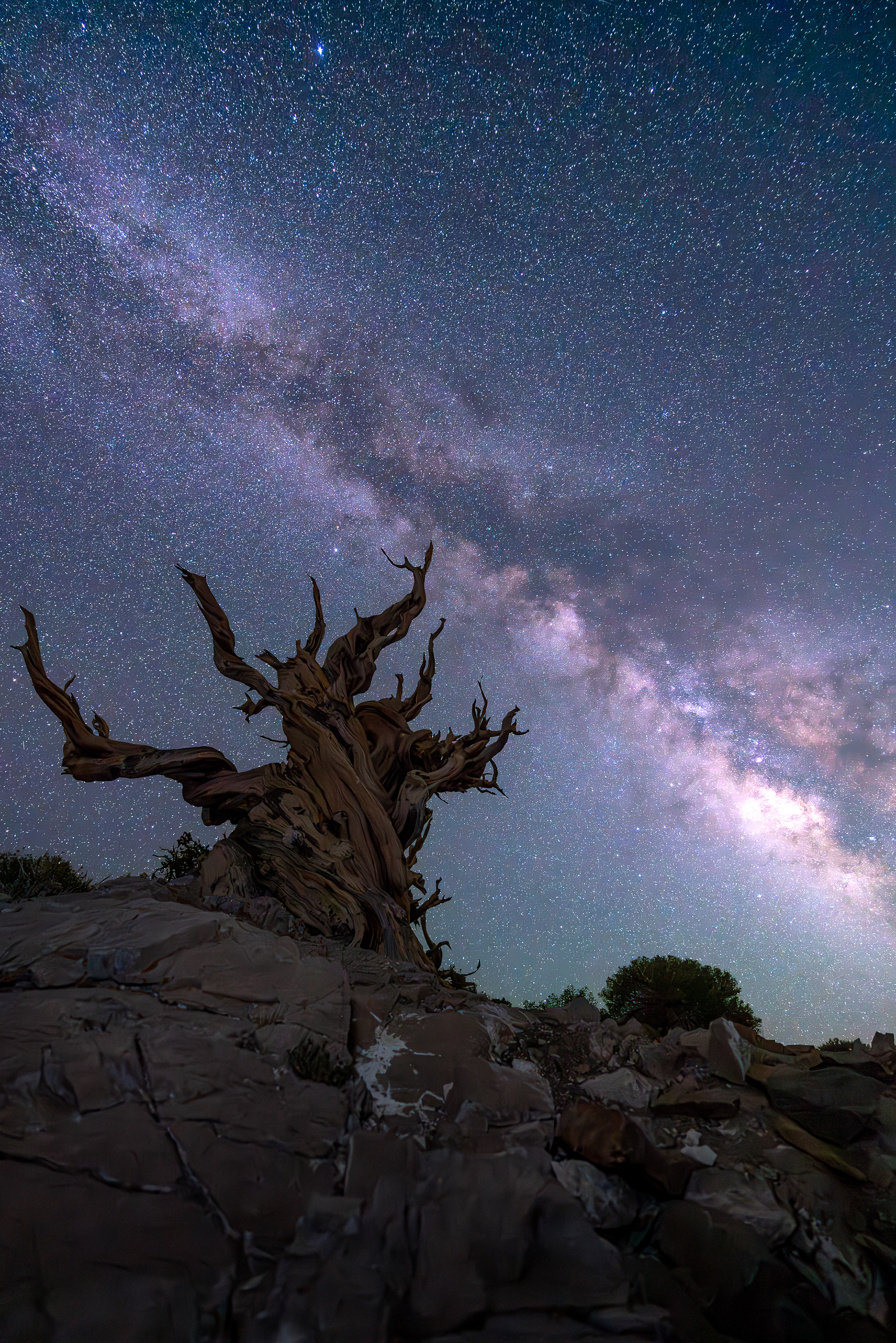 Ancient Bristle Pinecone Forest, California
