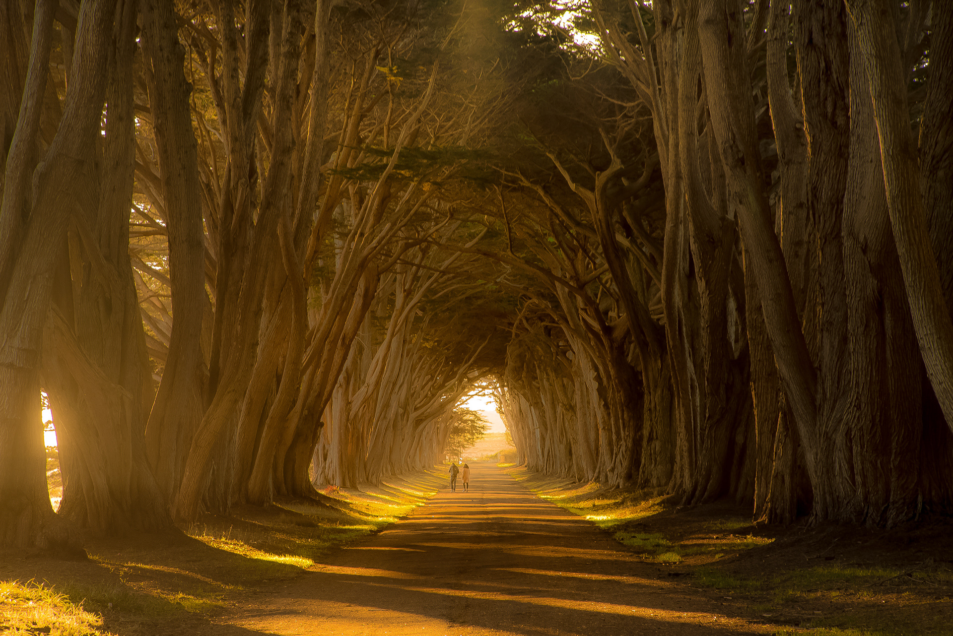 Cypress Tree Tunnel, Inverness, California