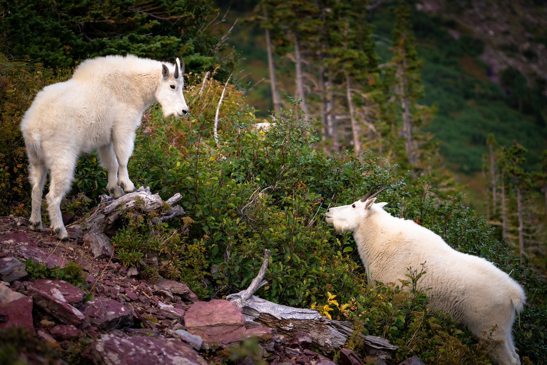 Glacier National Park, Montana