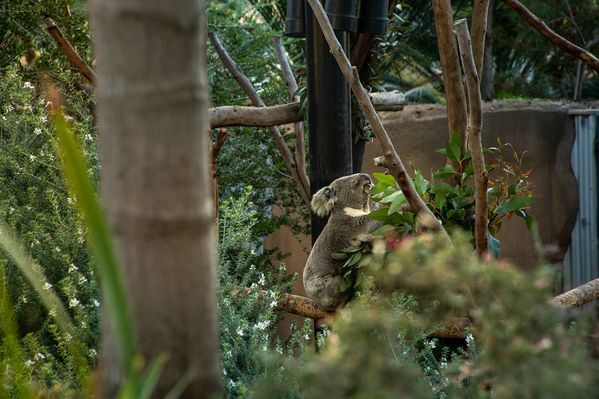 Koala, San Diego Zoo