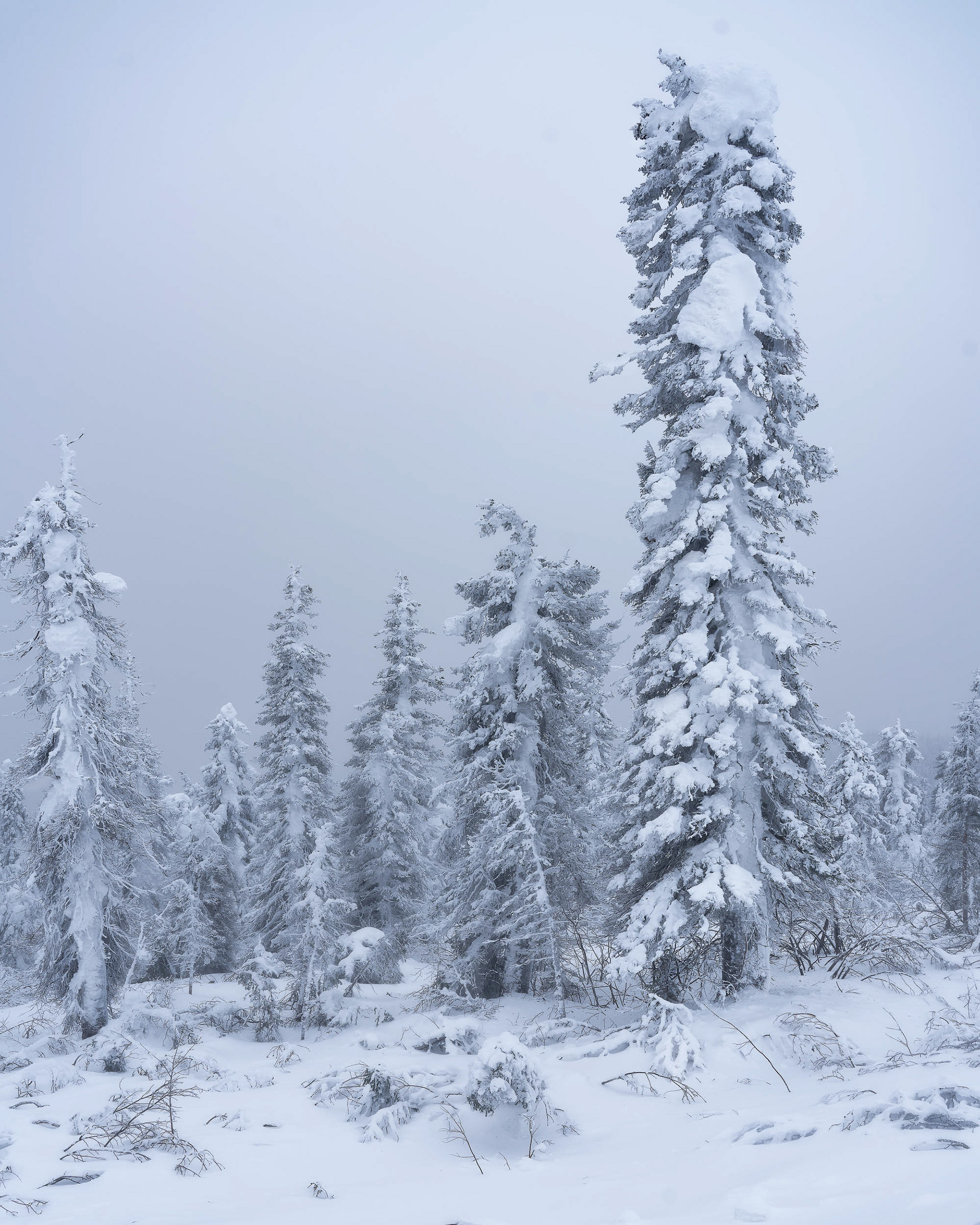 Enchanted Forests, Alaska