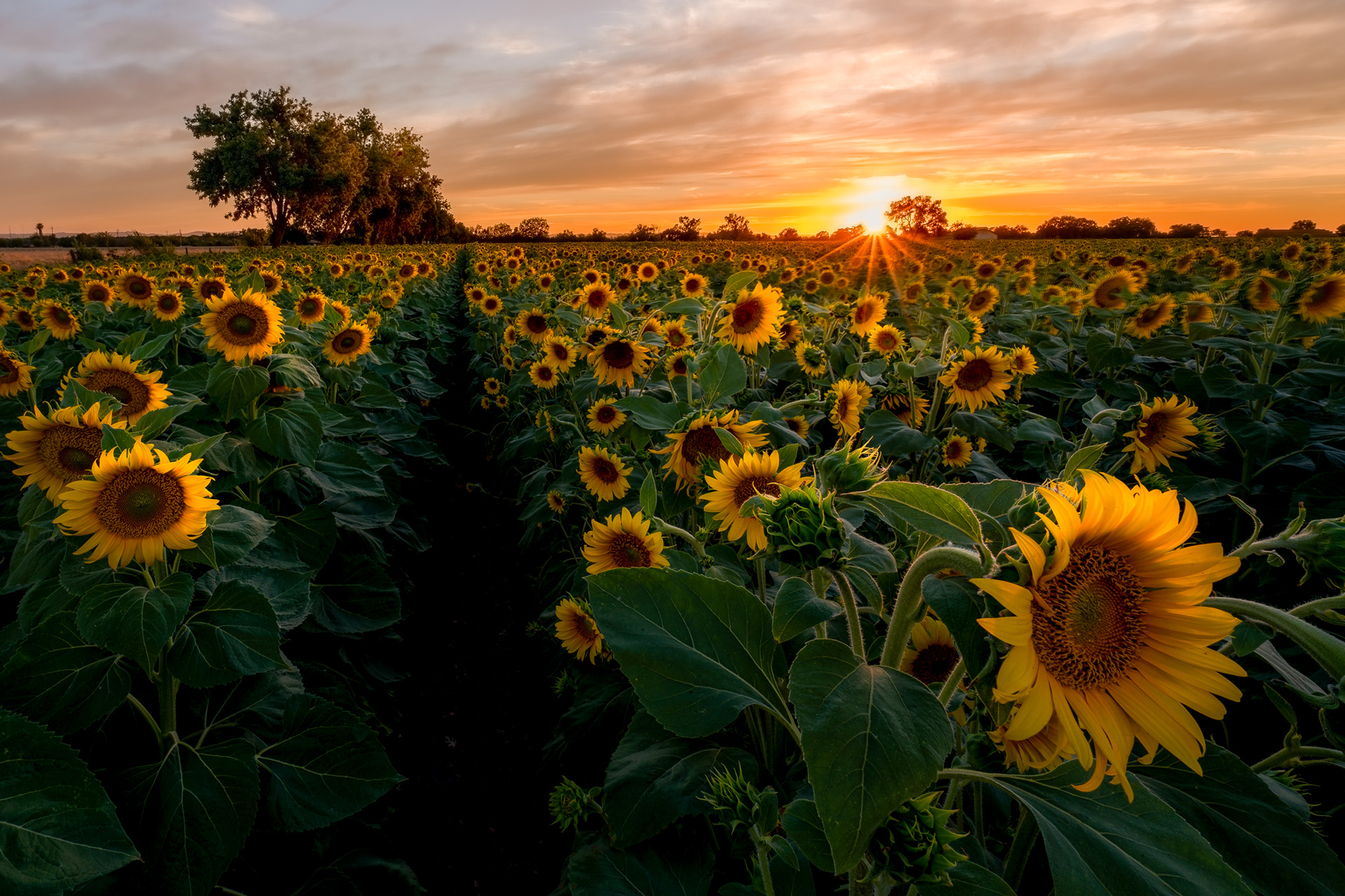 Yolo County , California