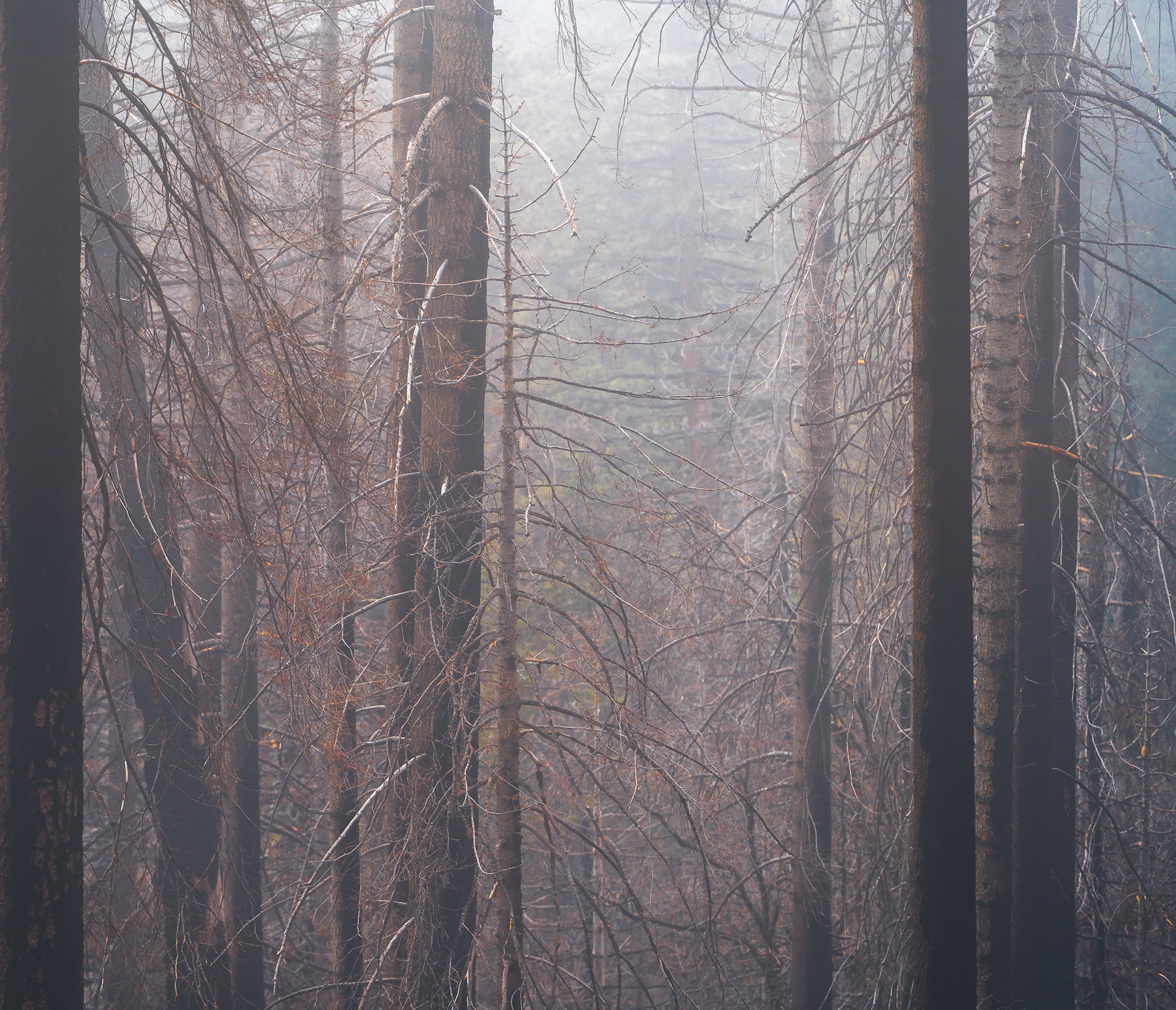 California Misty Art