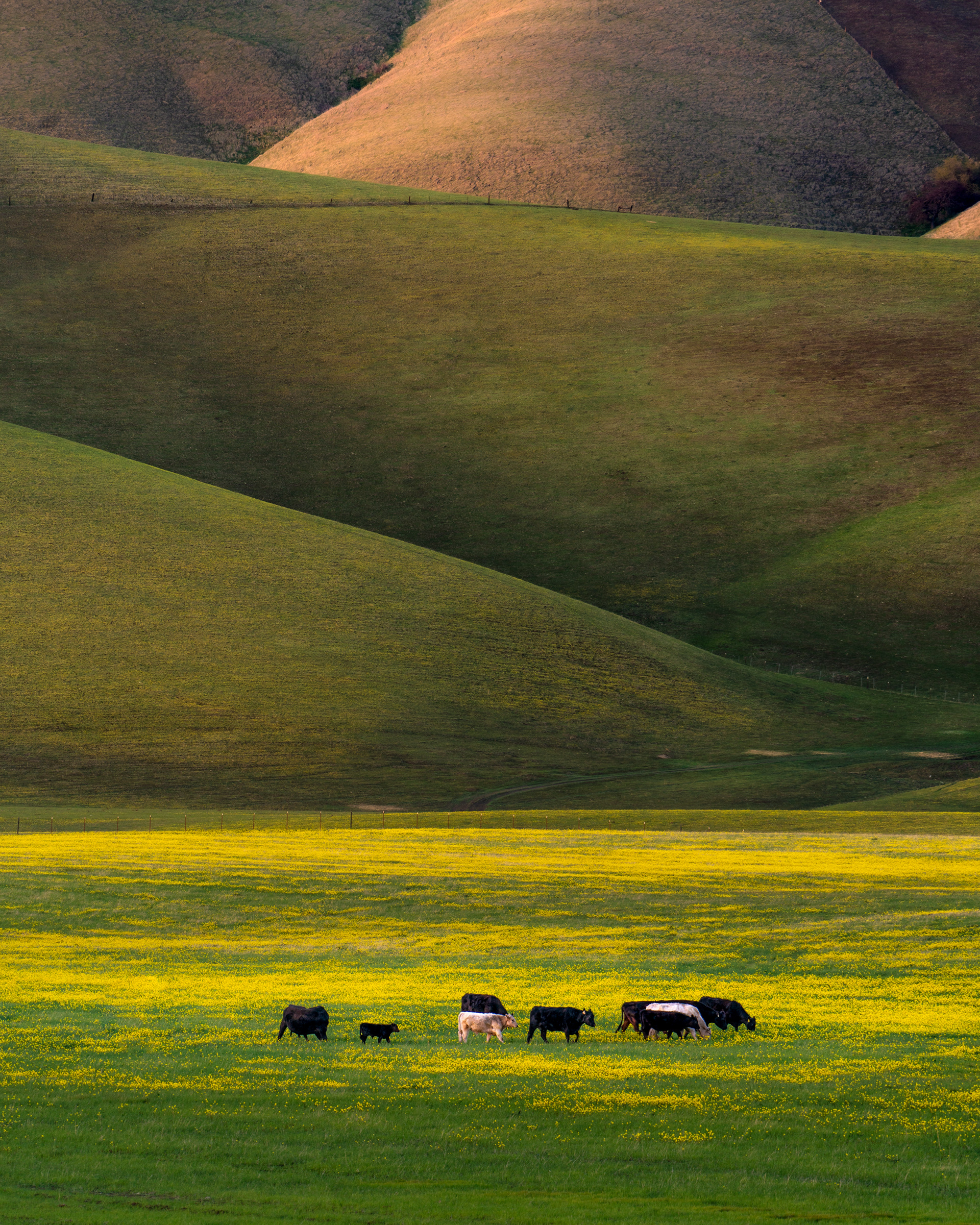 Grazing Cows, Bay Area Hills