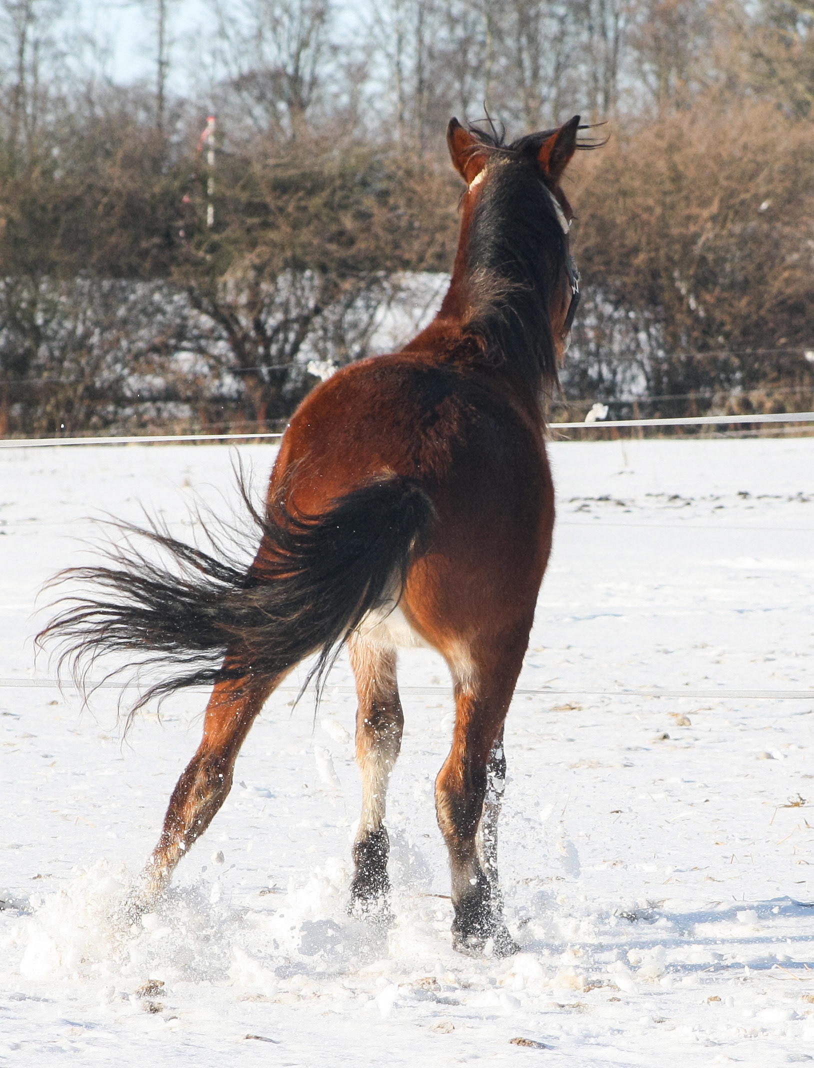 Januar 2010