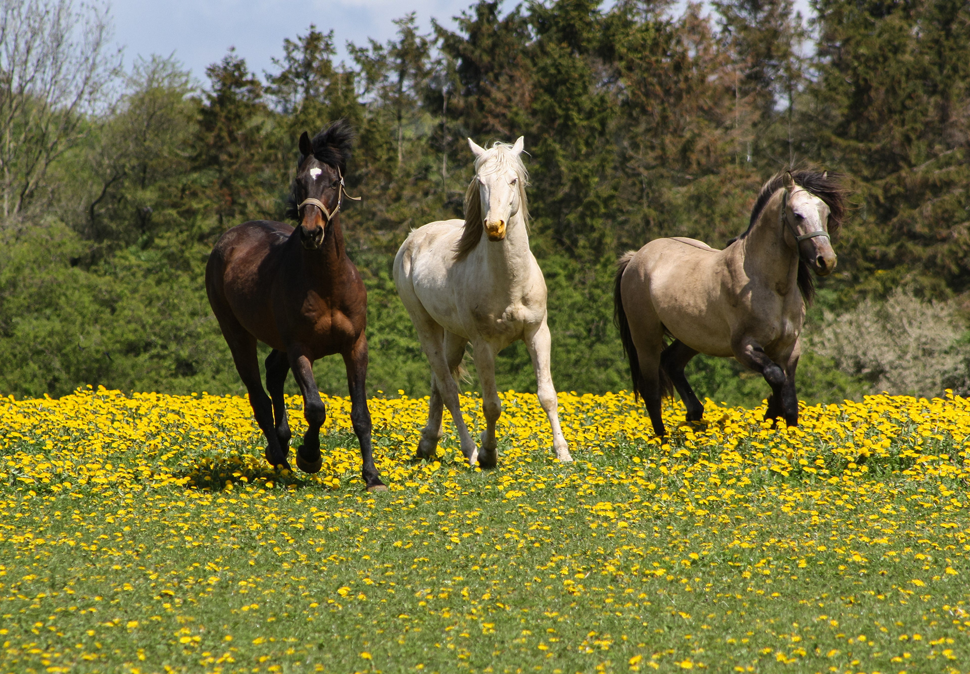 Maj 2010