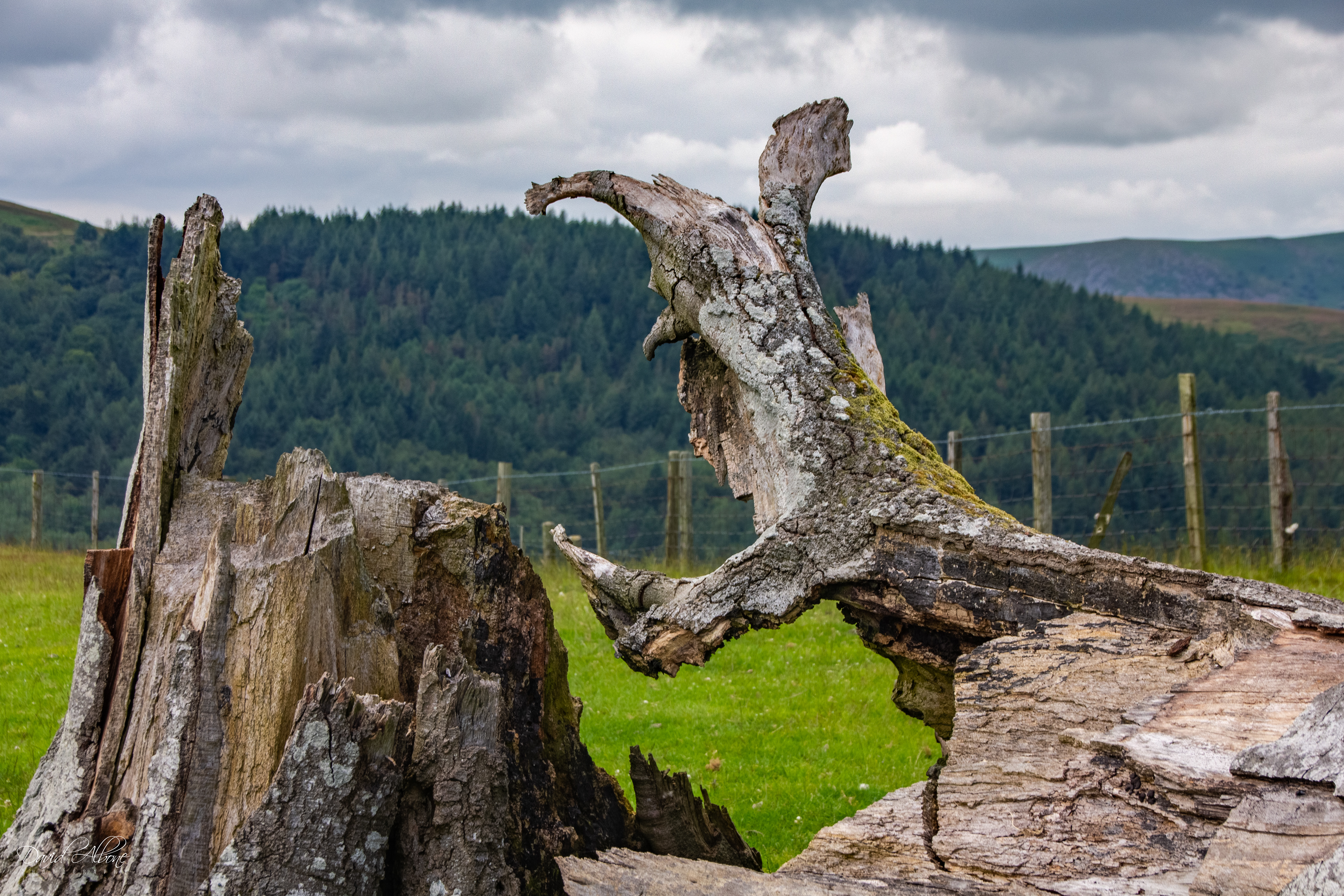 Talking Trees