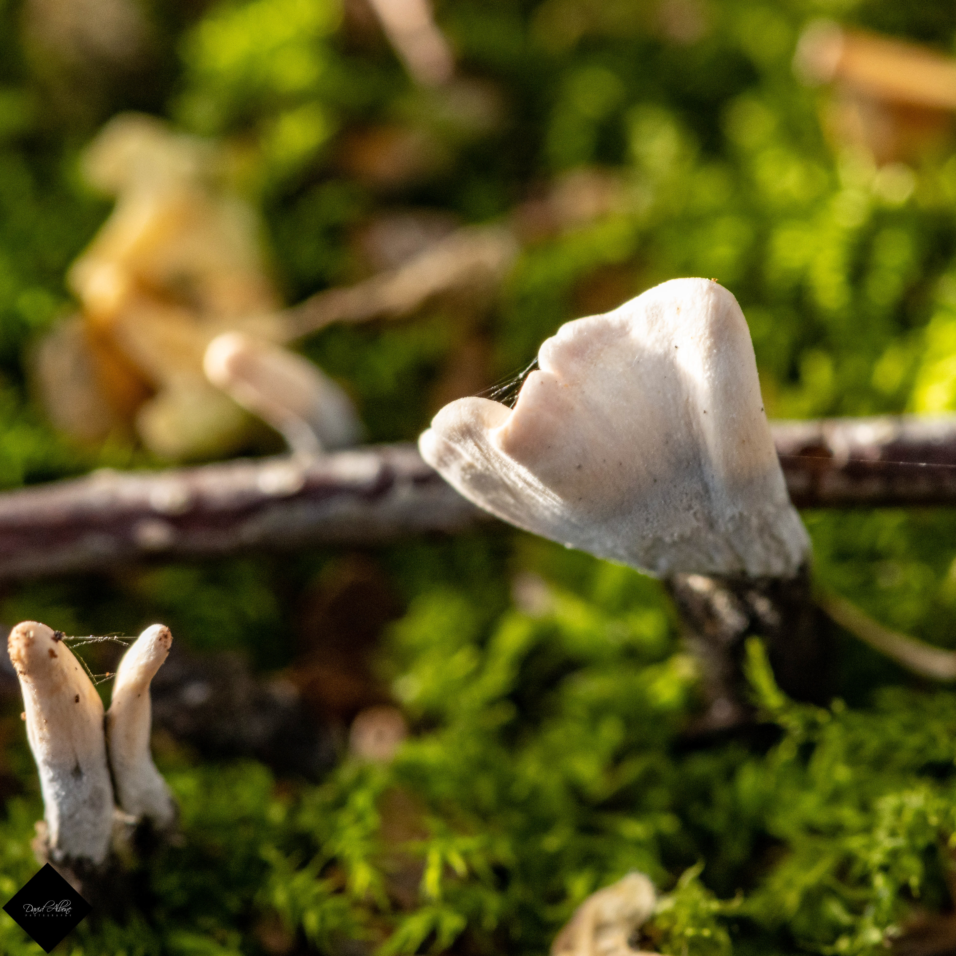 Mini Fungi on Log