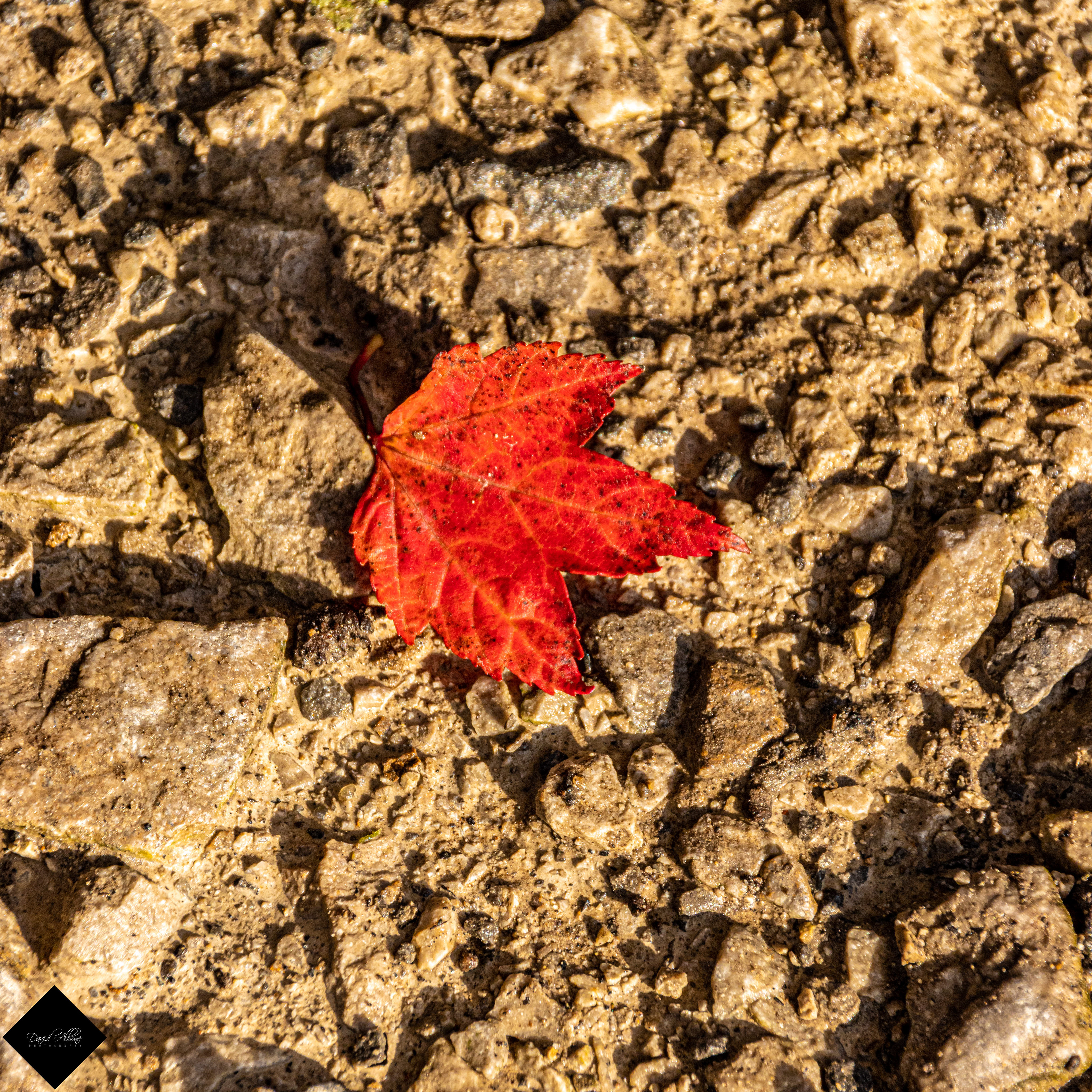 Standout Leaf 1