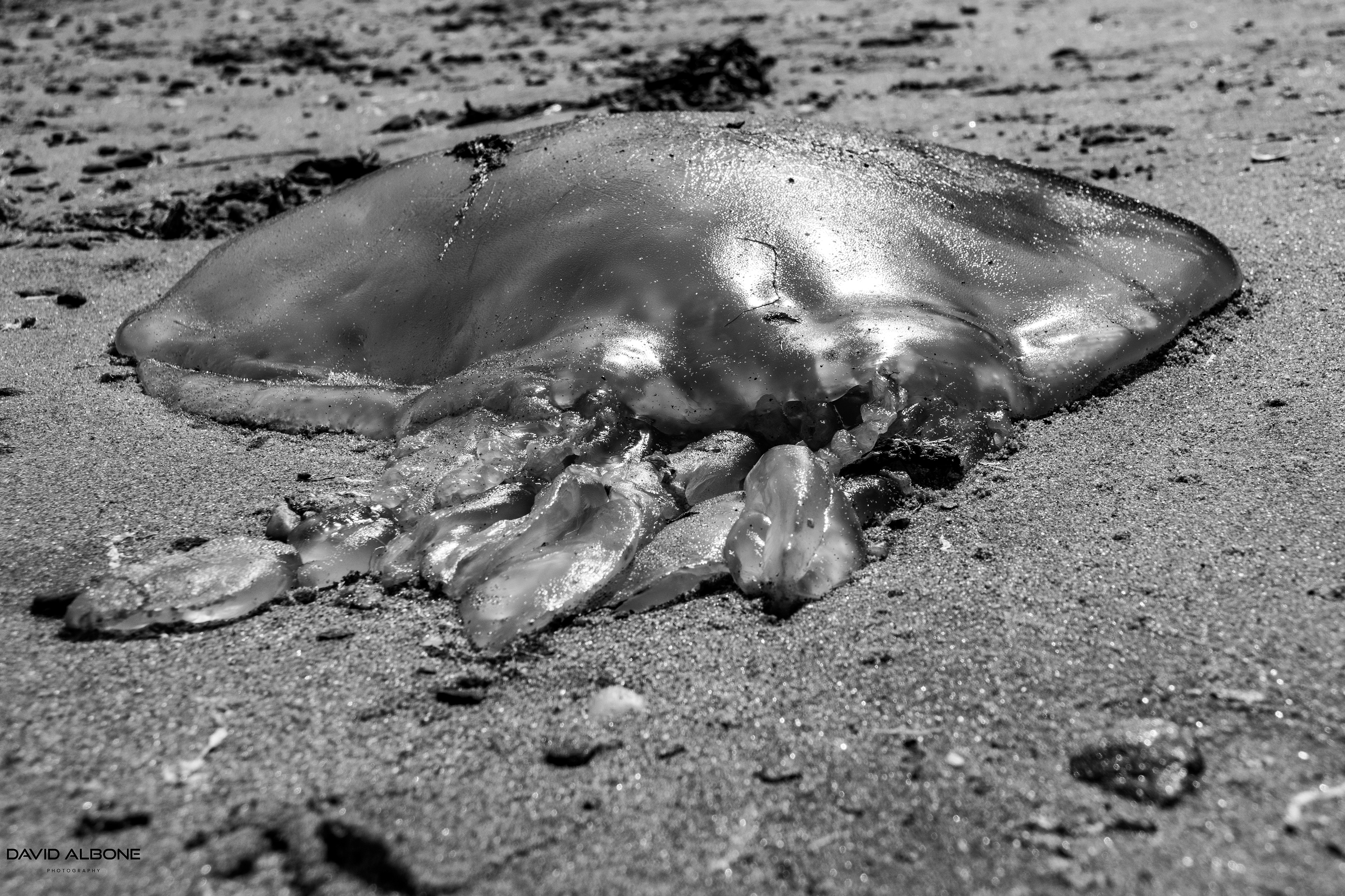 Alien Presence