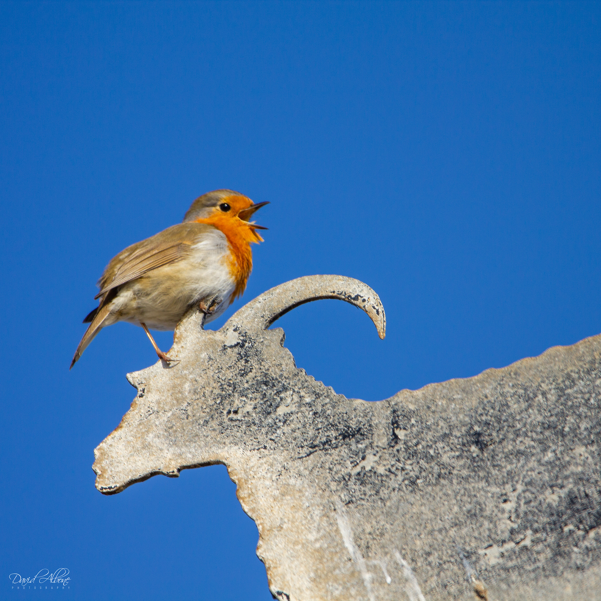 Singing