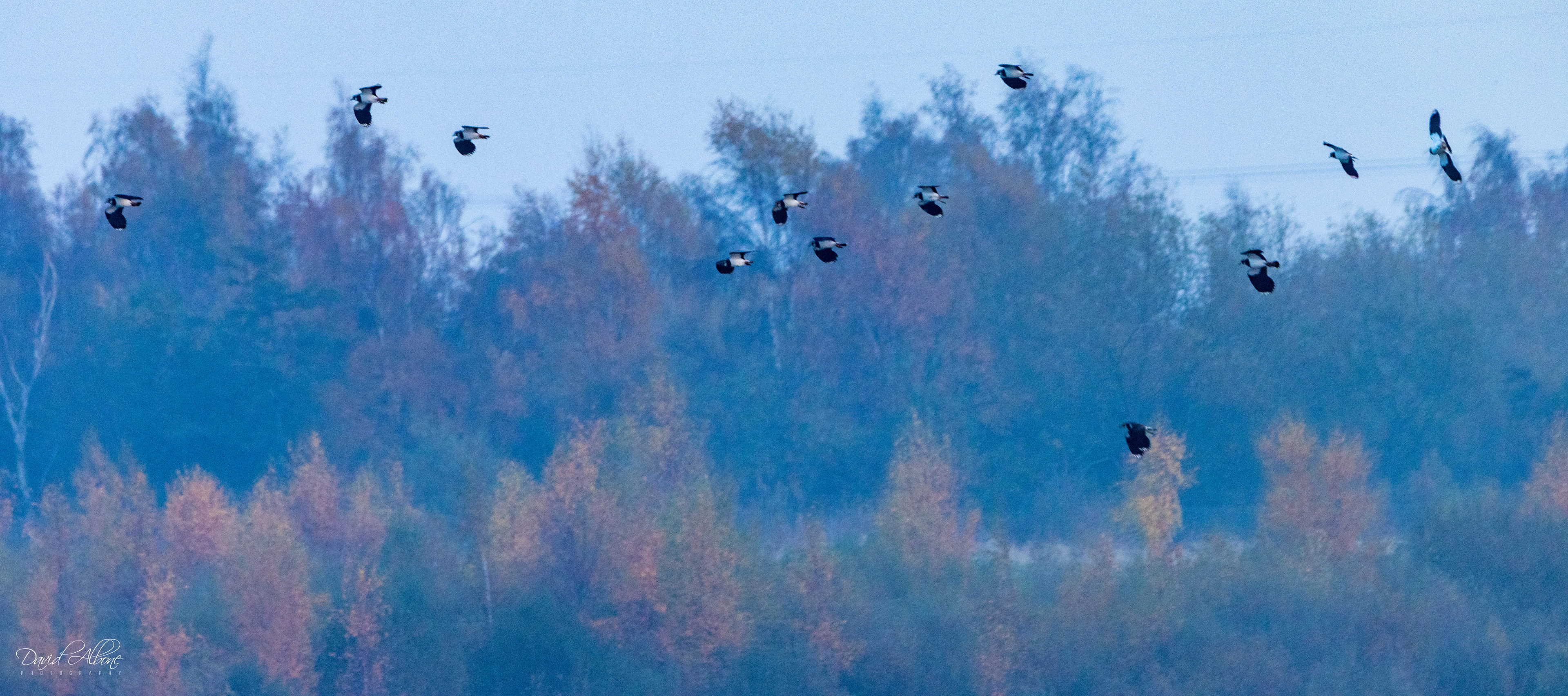 Autumn Flight