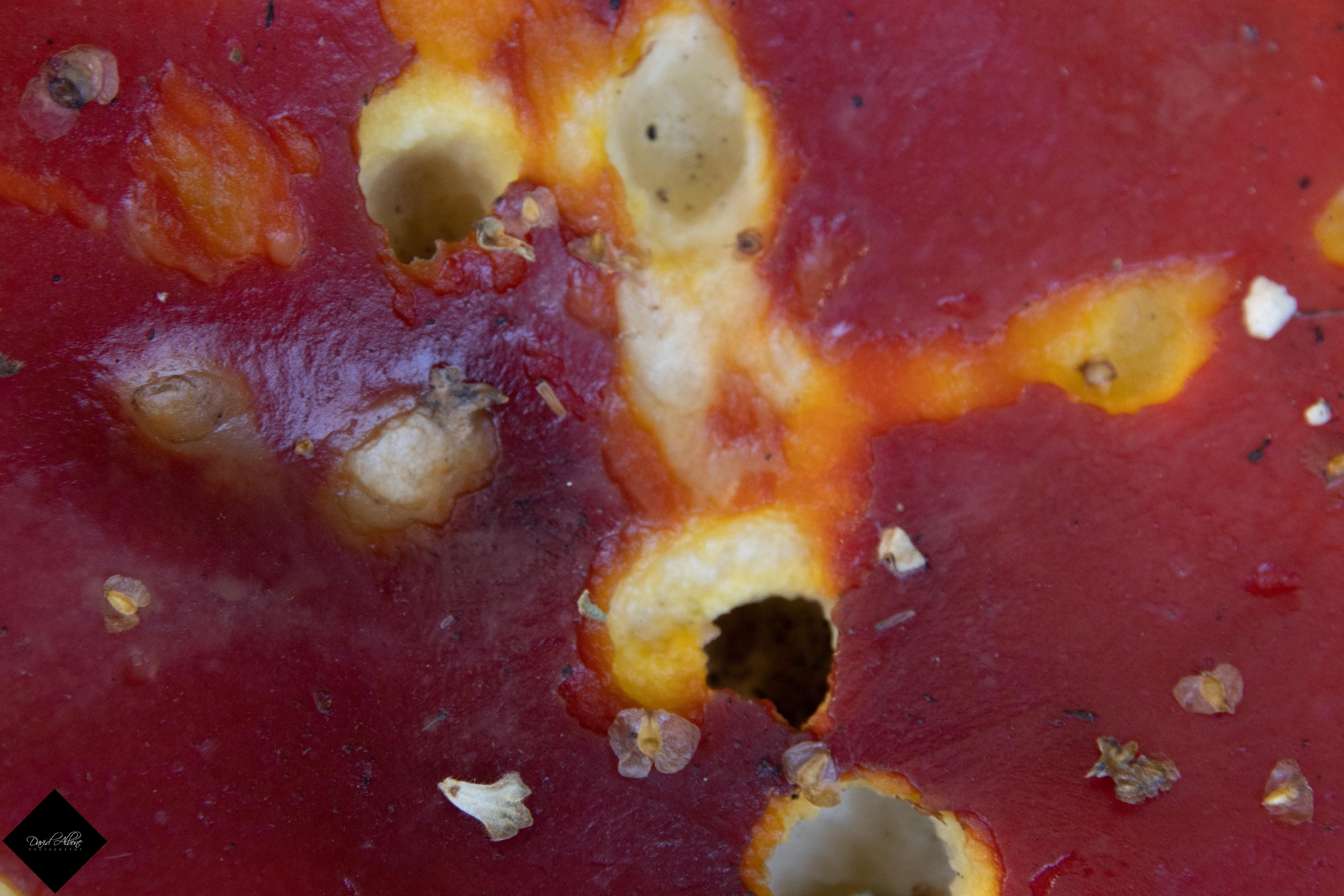 Macro Fungi