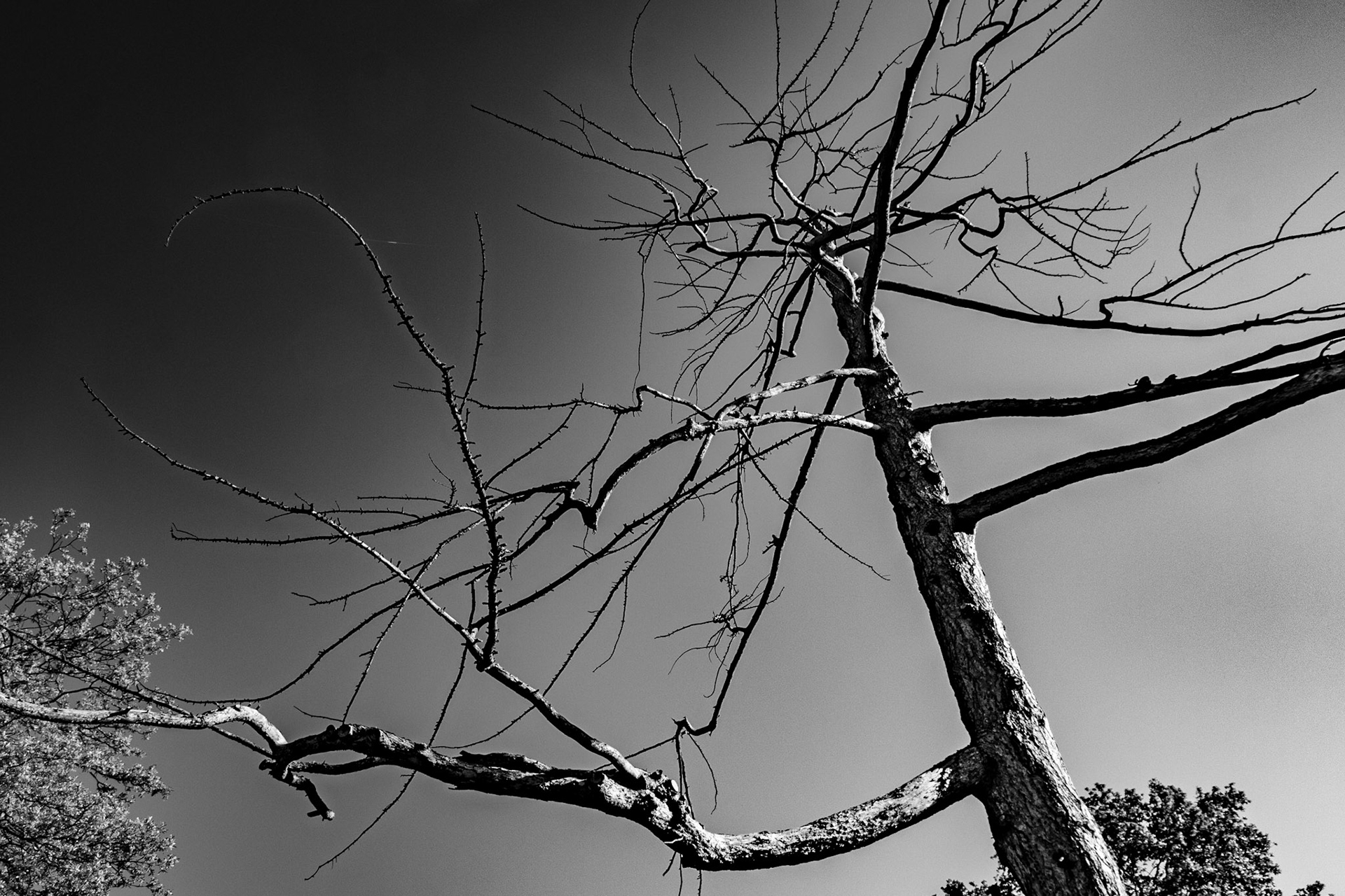 Winter Tree 2