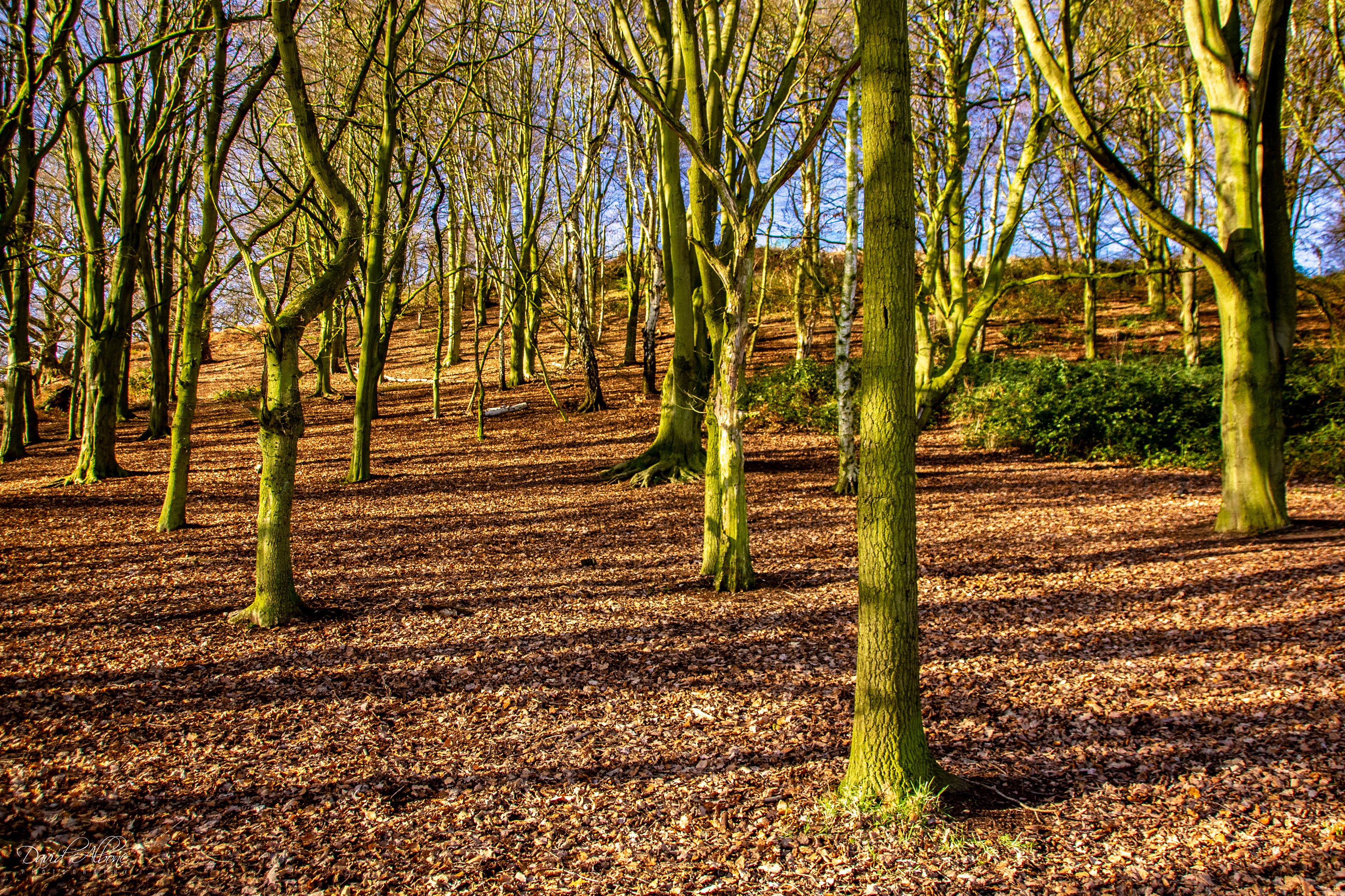 Autumn Woodland
