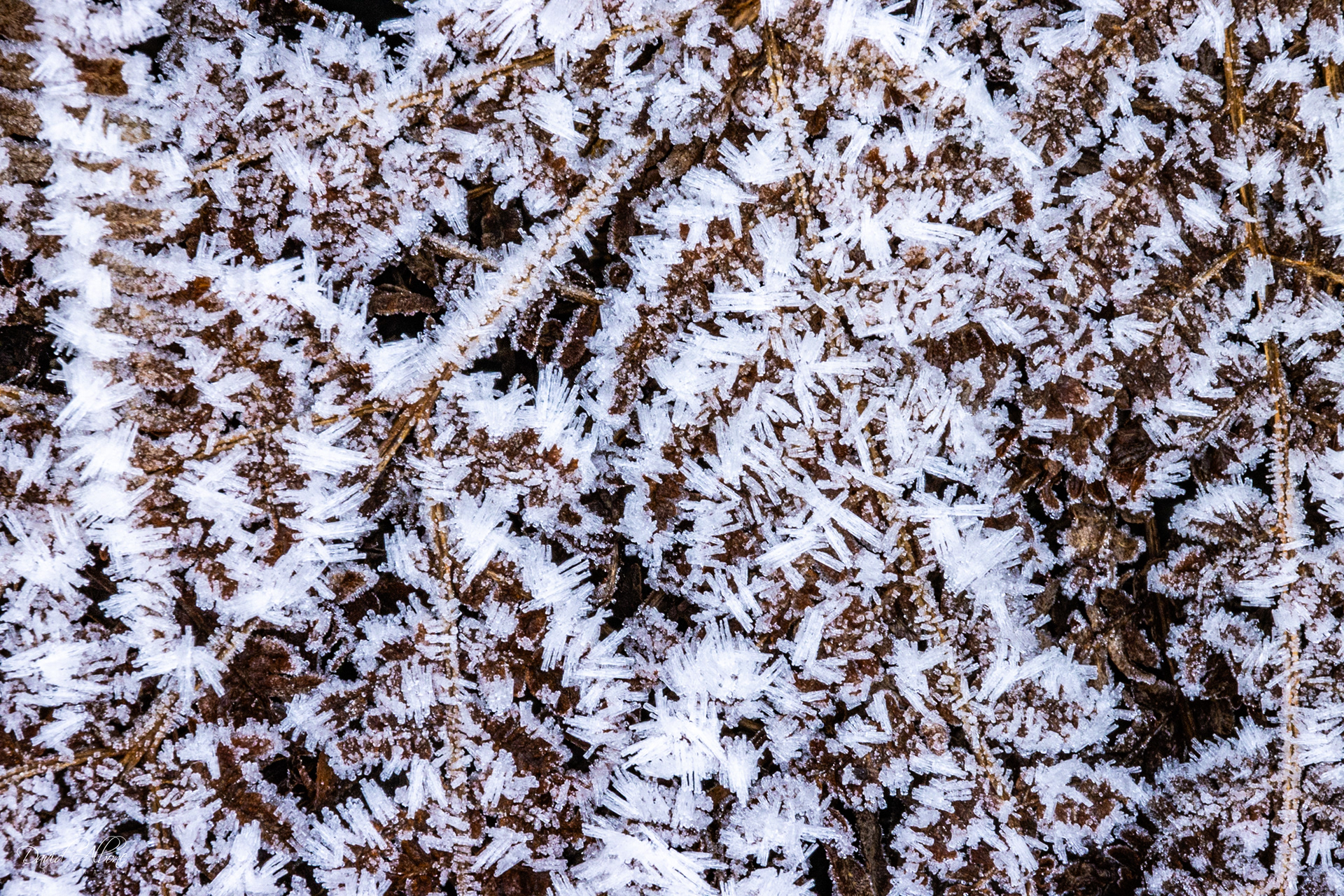 Icy Brown