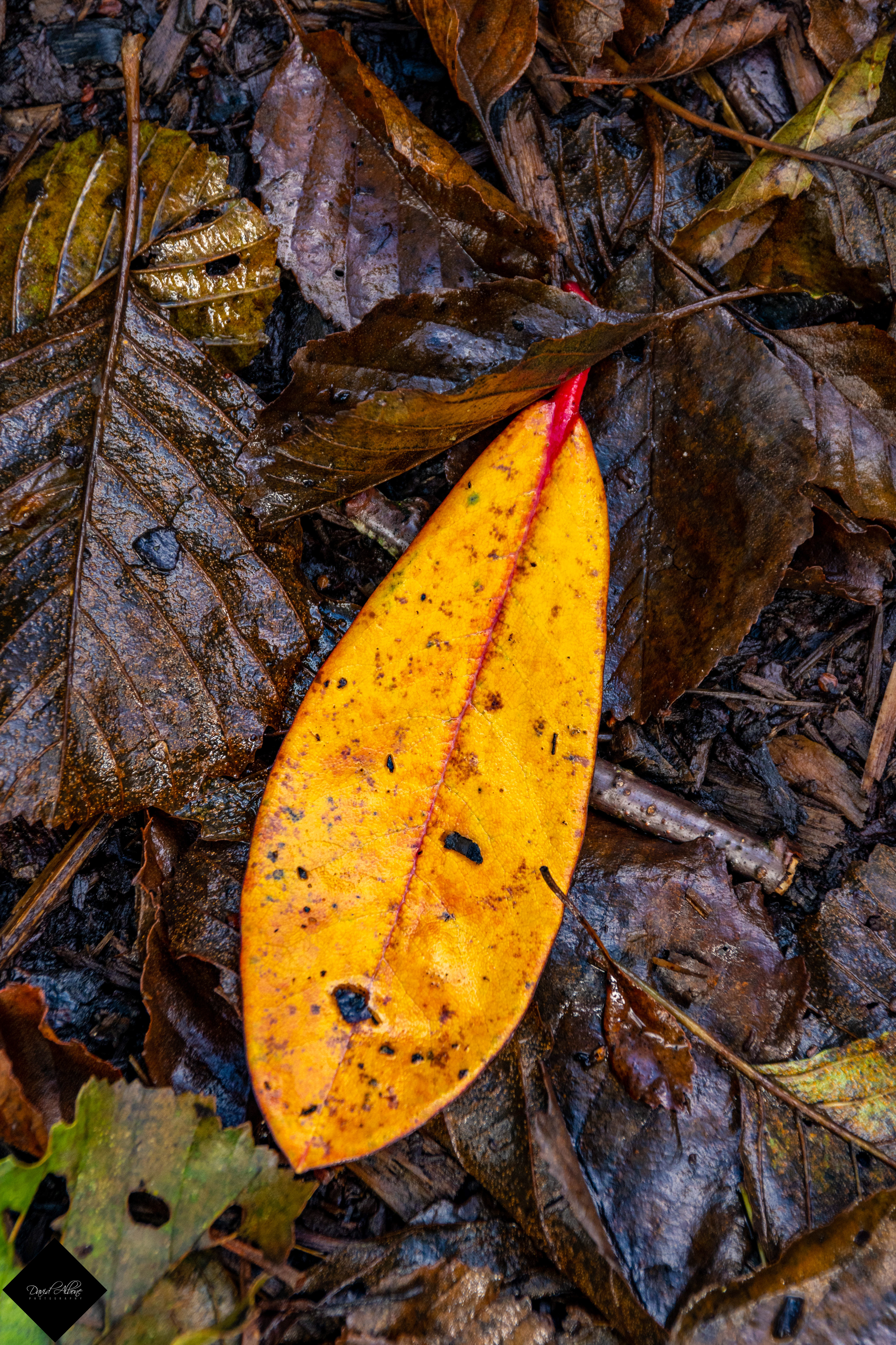 Standout Leaf 2
