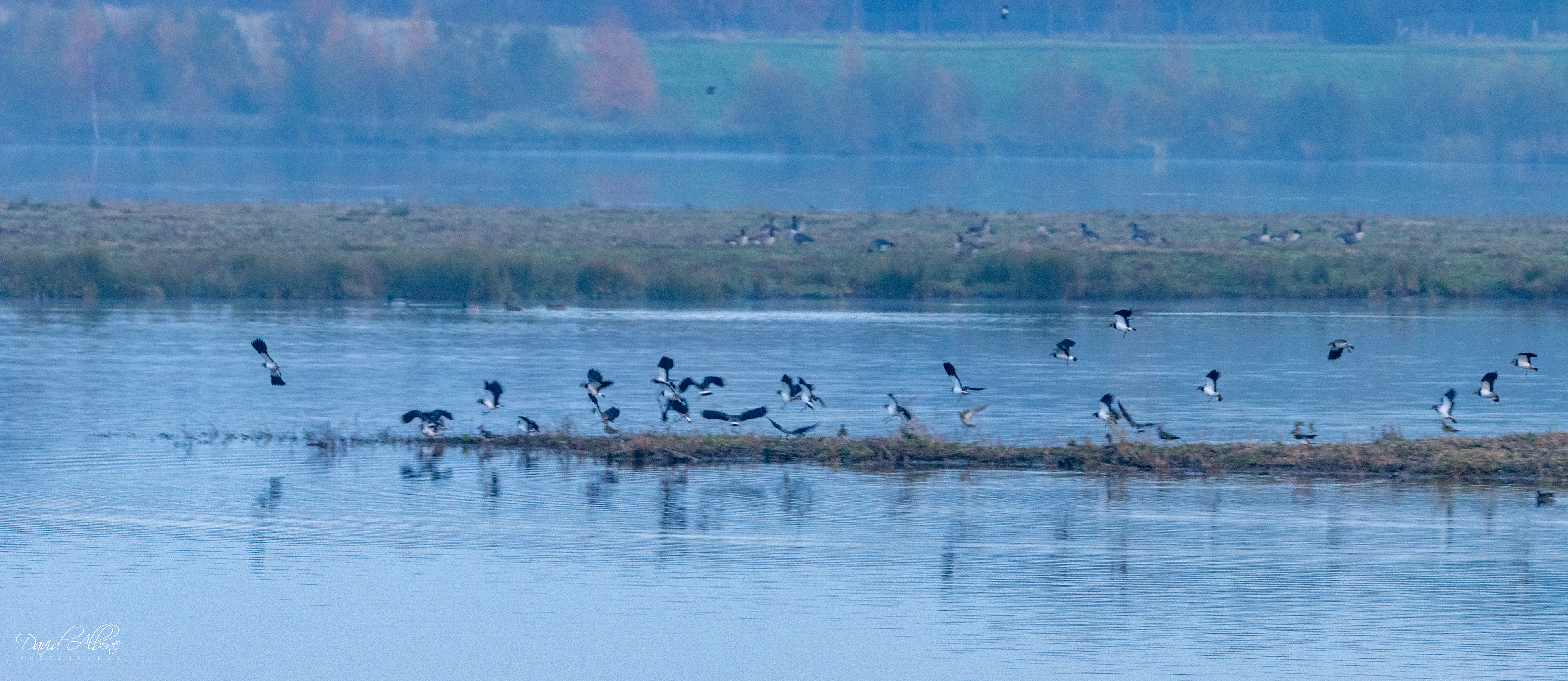 Coming in to roost