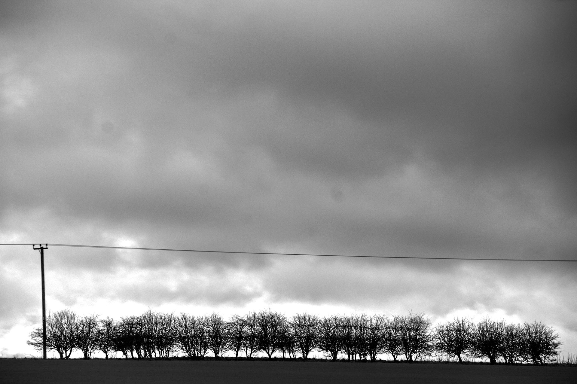 Treeline