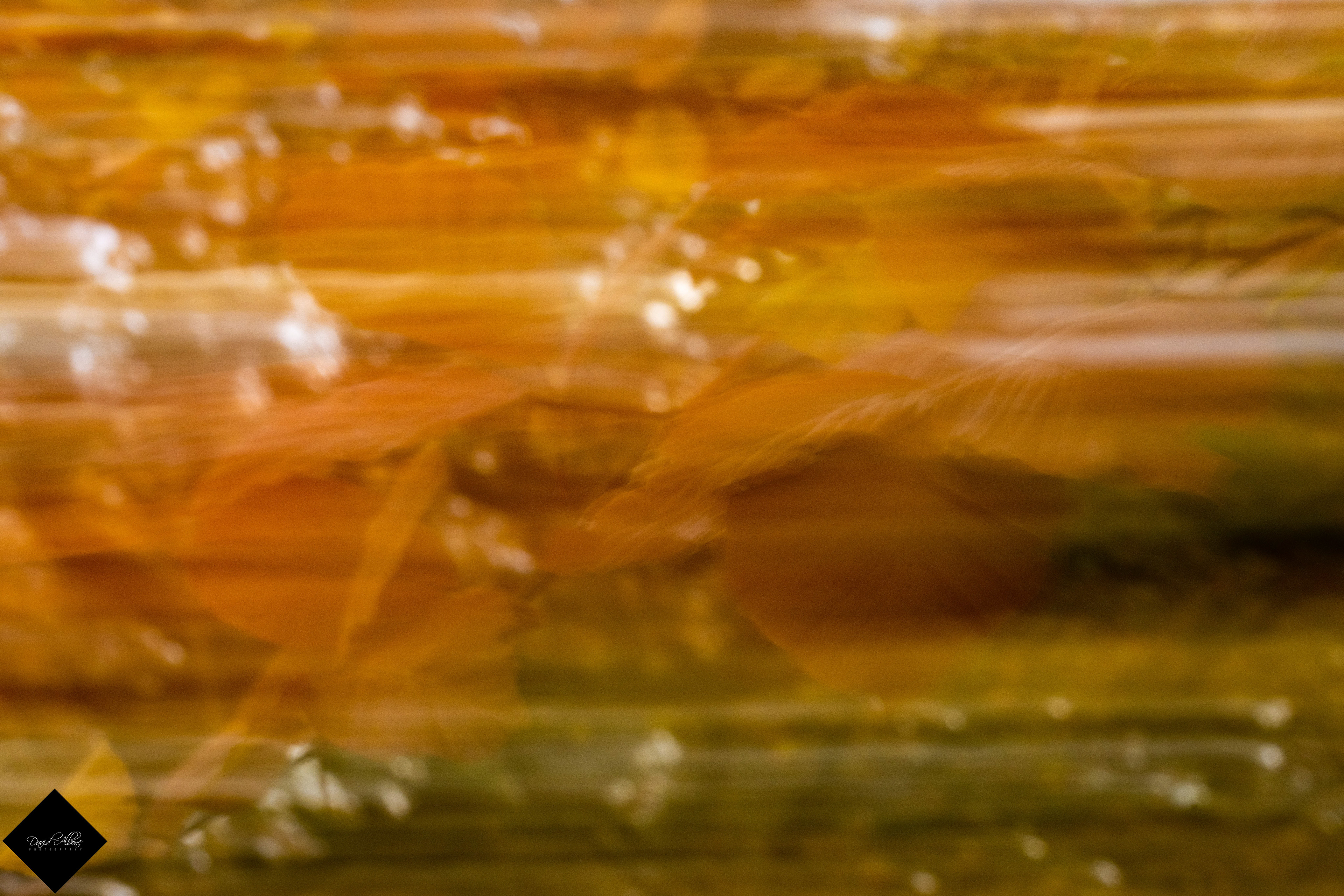 Blurry Leaves