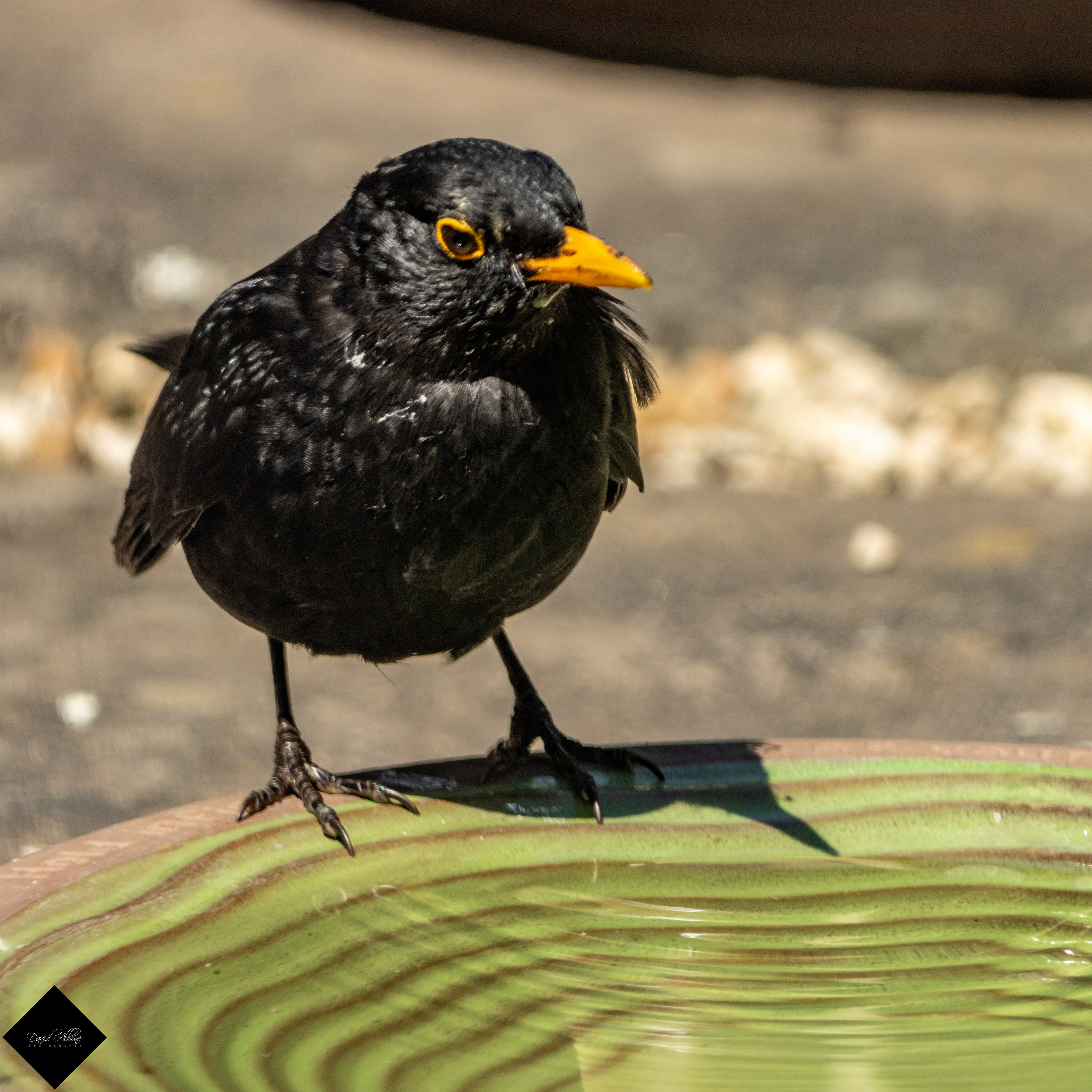 Cheeky Blackbird