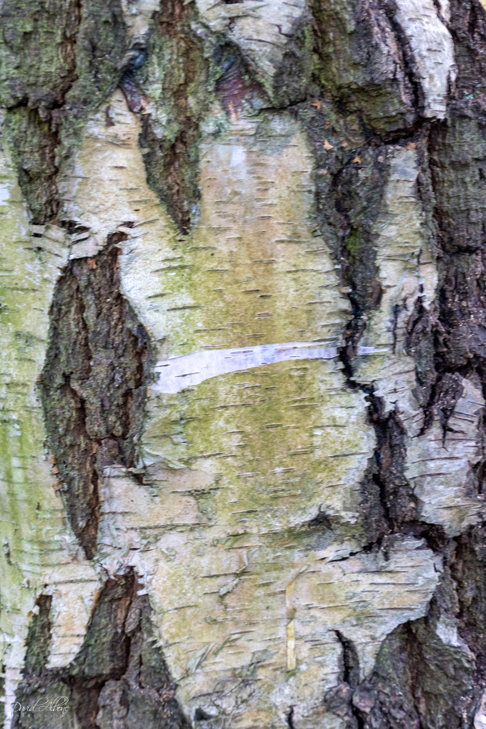 Woodland Patterns