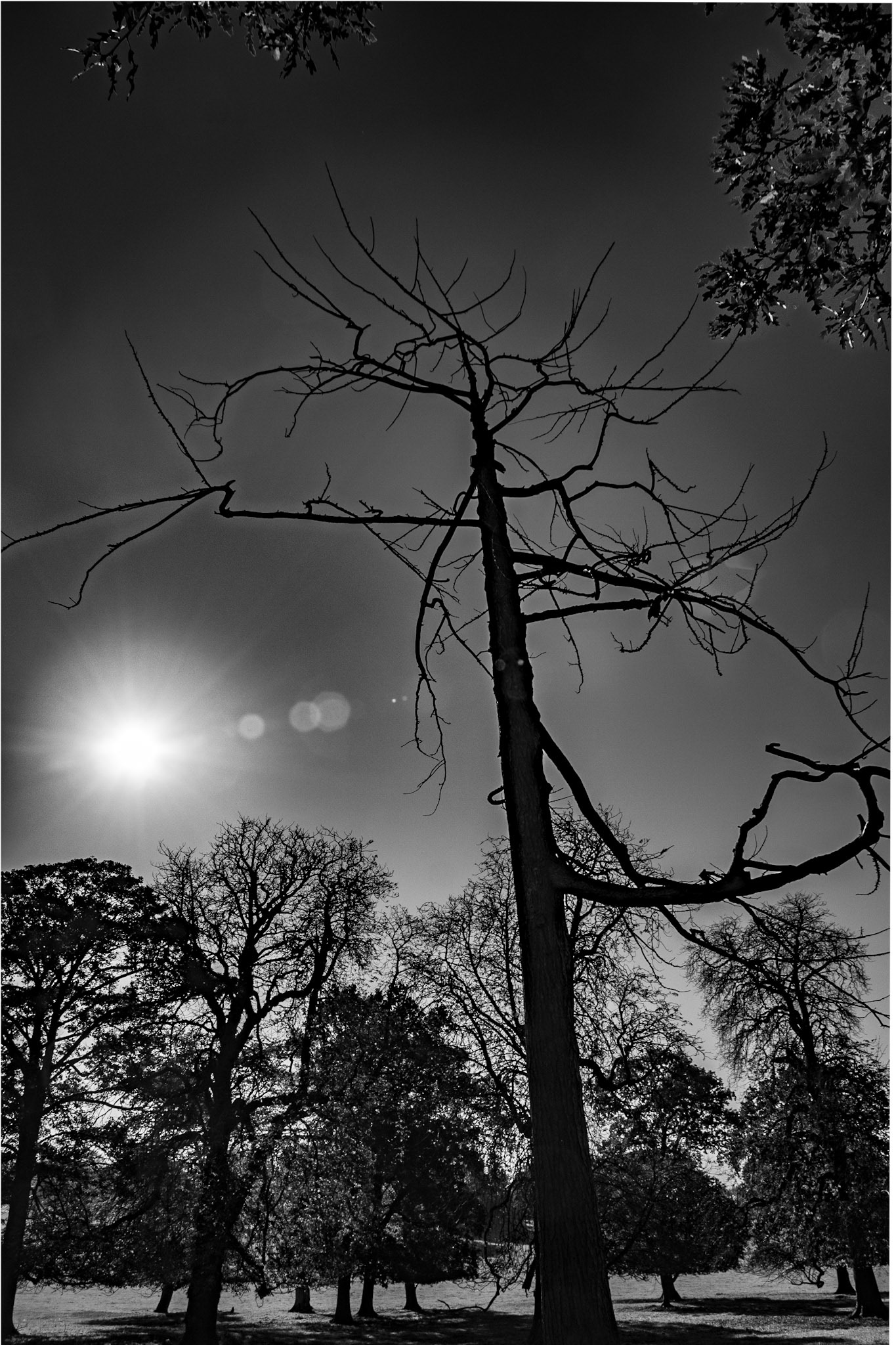 Winter Tree 3