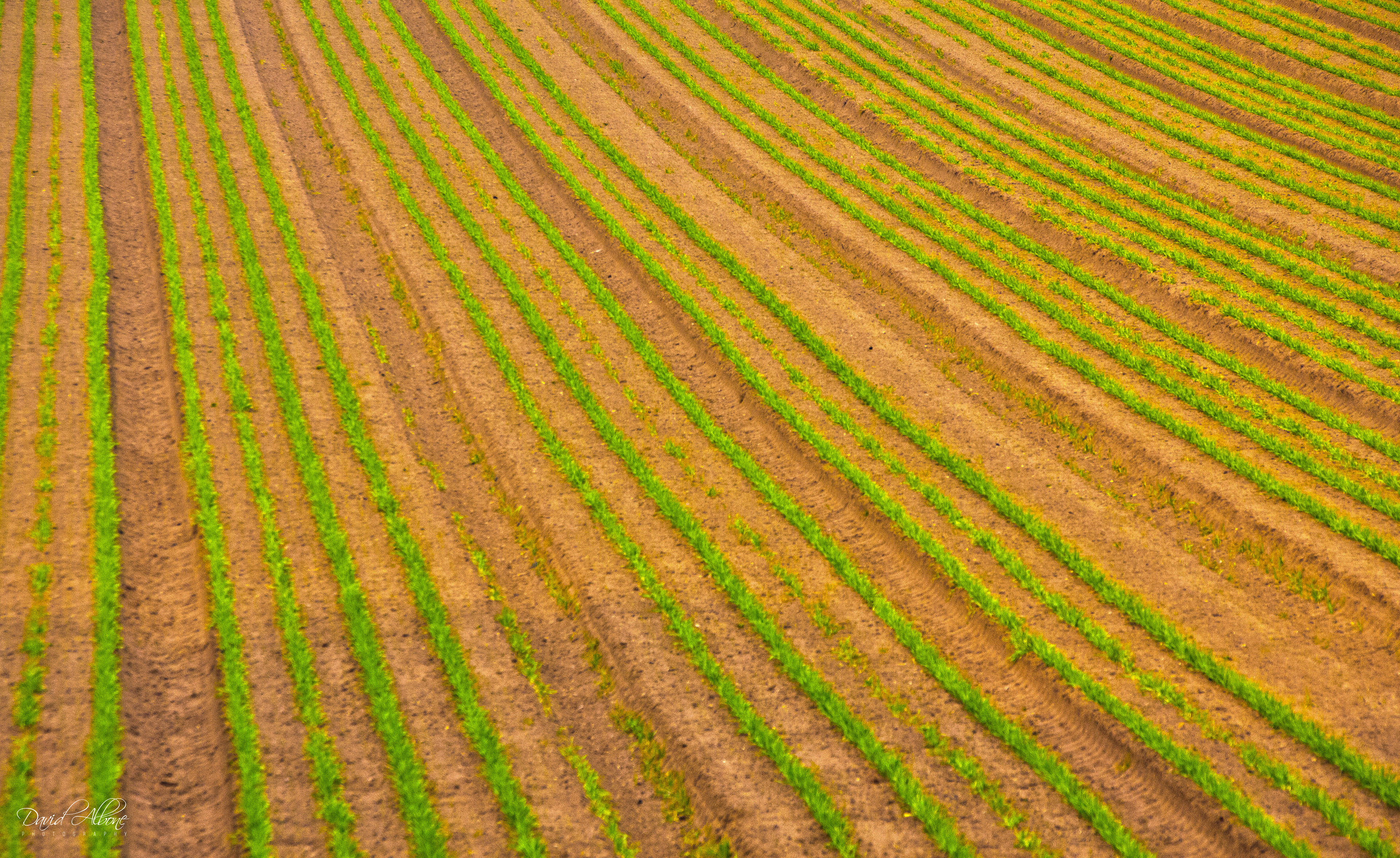 Green Stripes