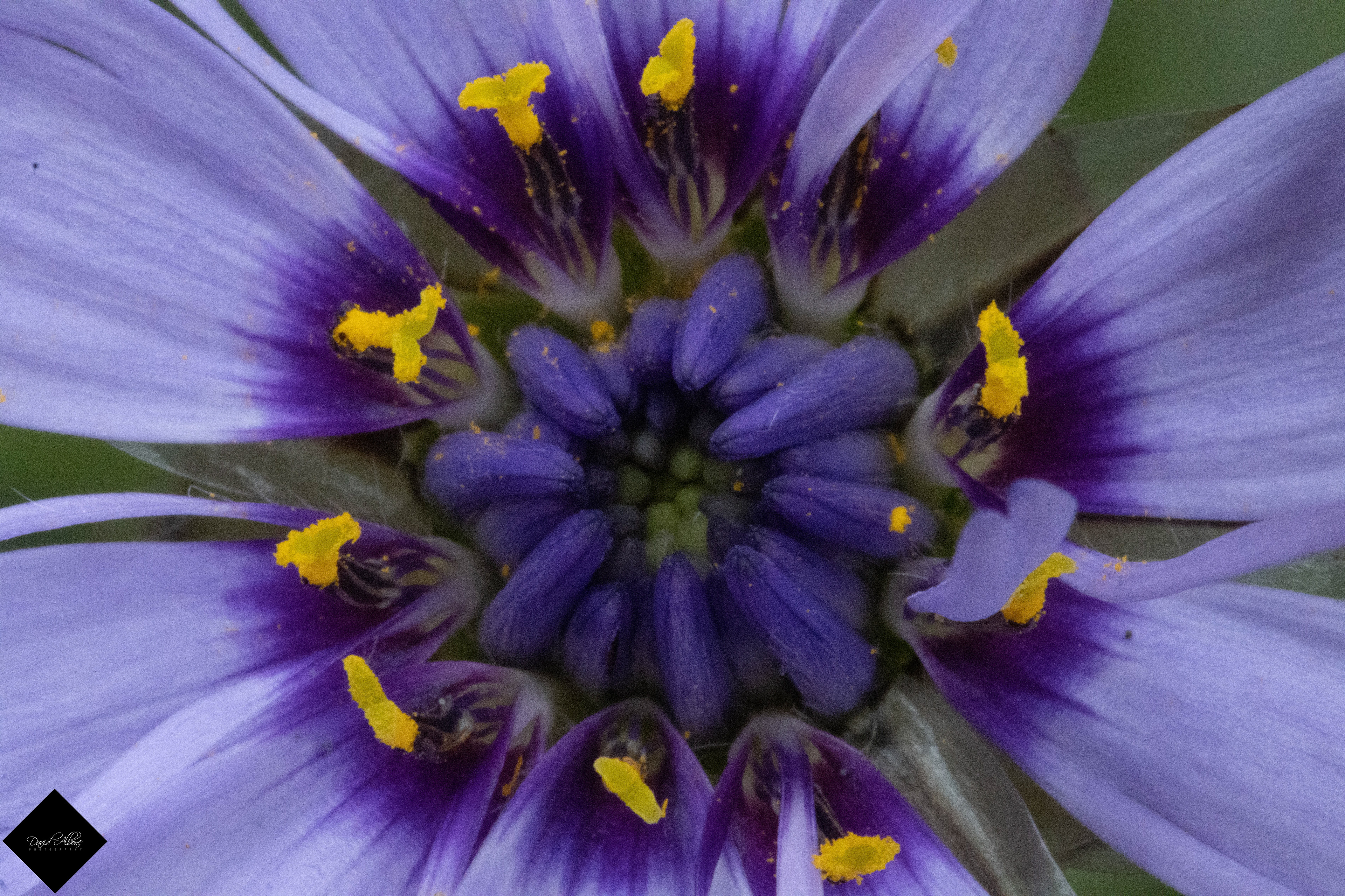 Violet