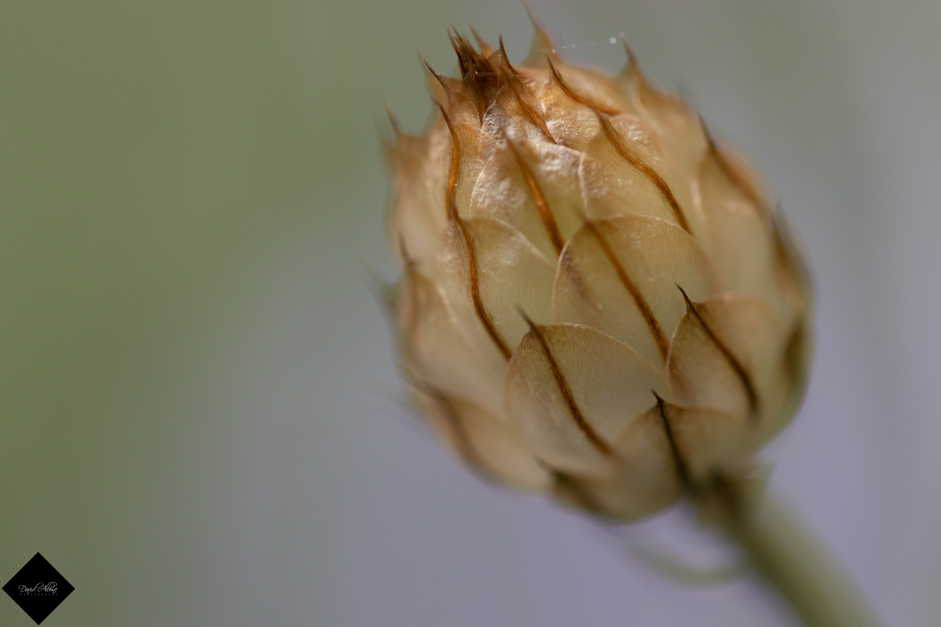 Spiky Bud