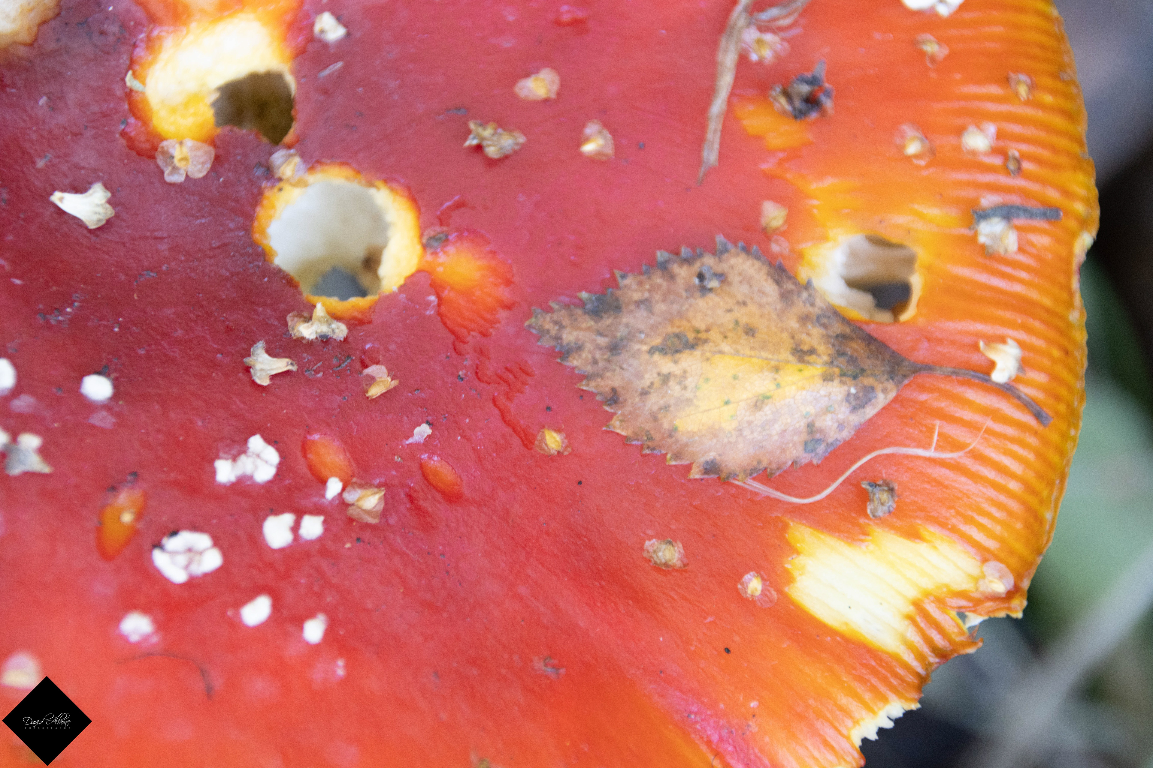 Close up Fungi and Leaf