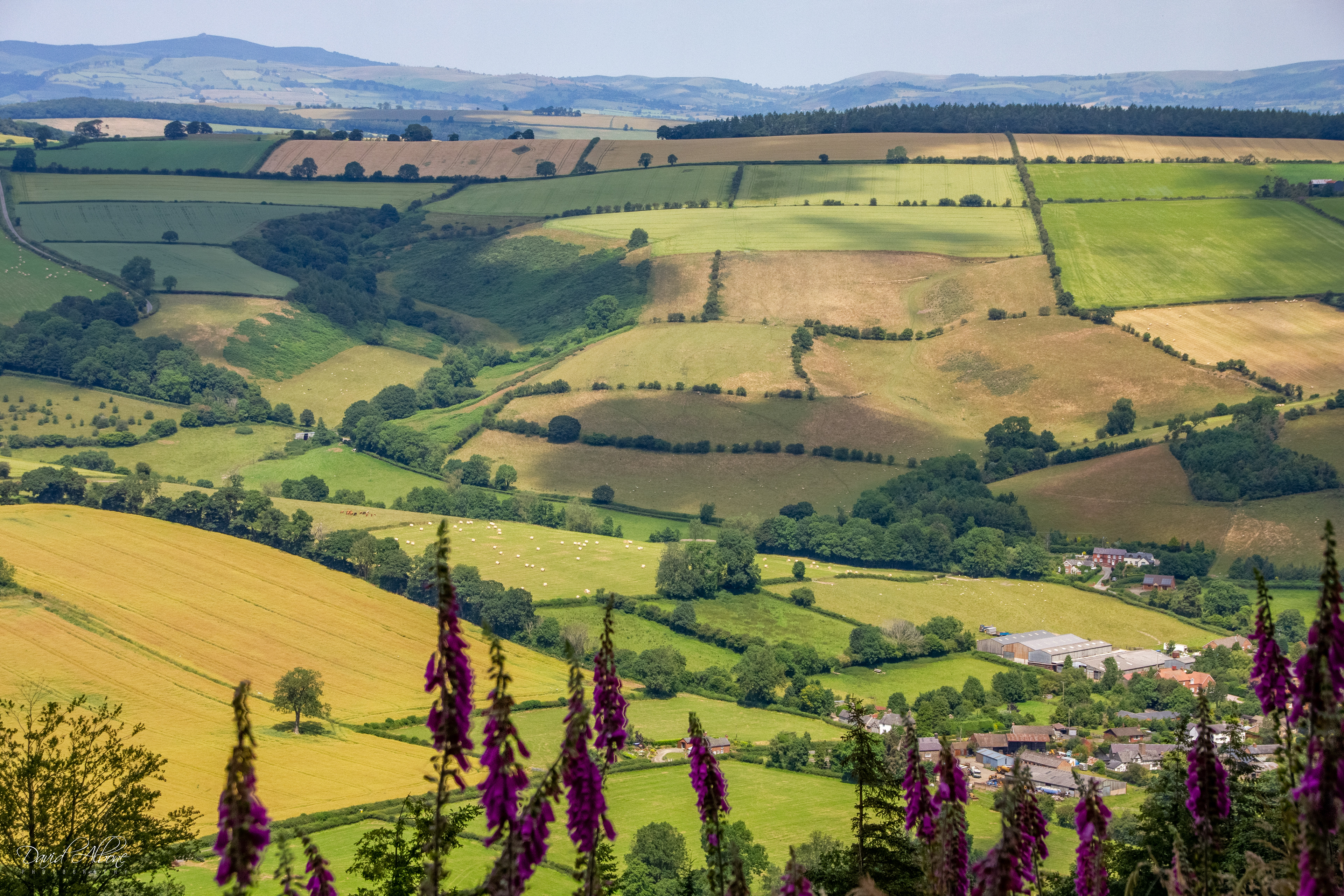 Pastoral View - Shropshire