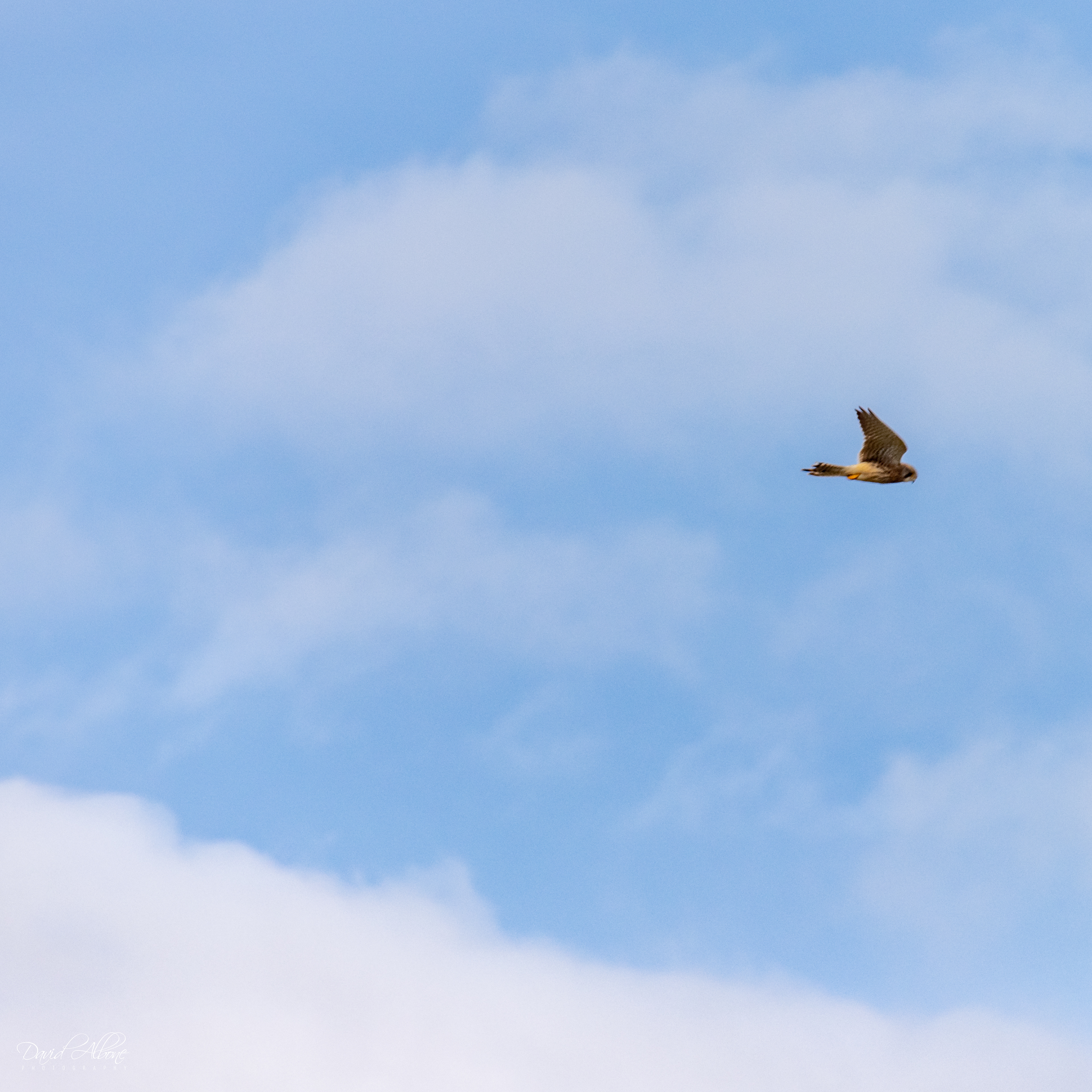 Kestrel in Flight