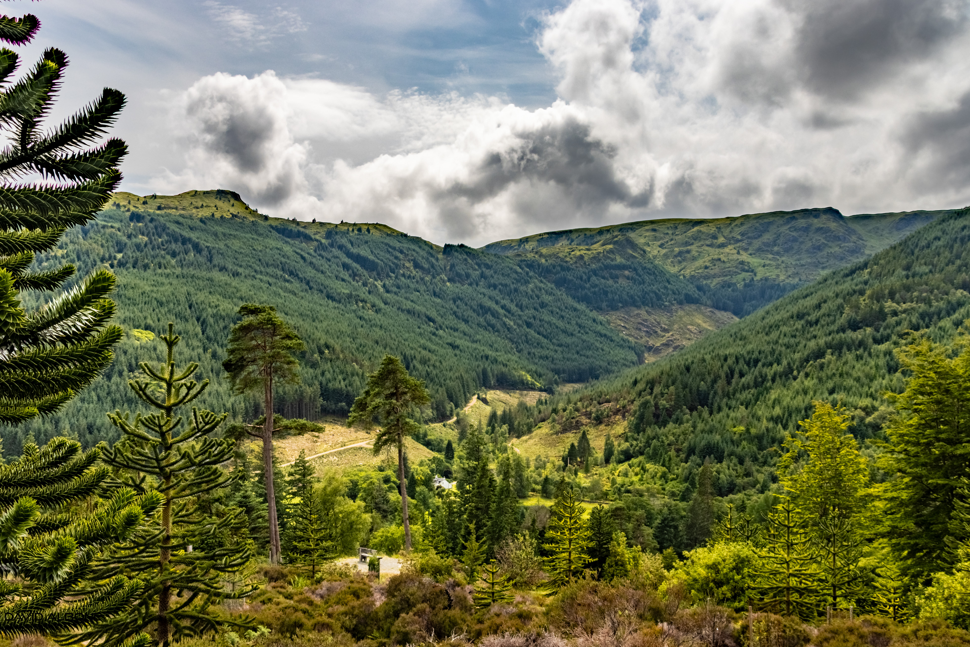Benmore Gardens Viewpoint