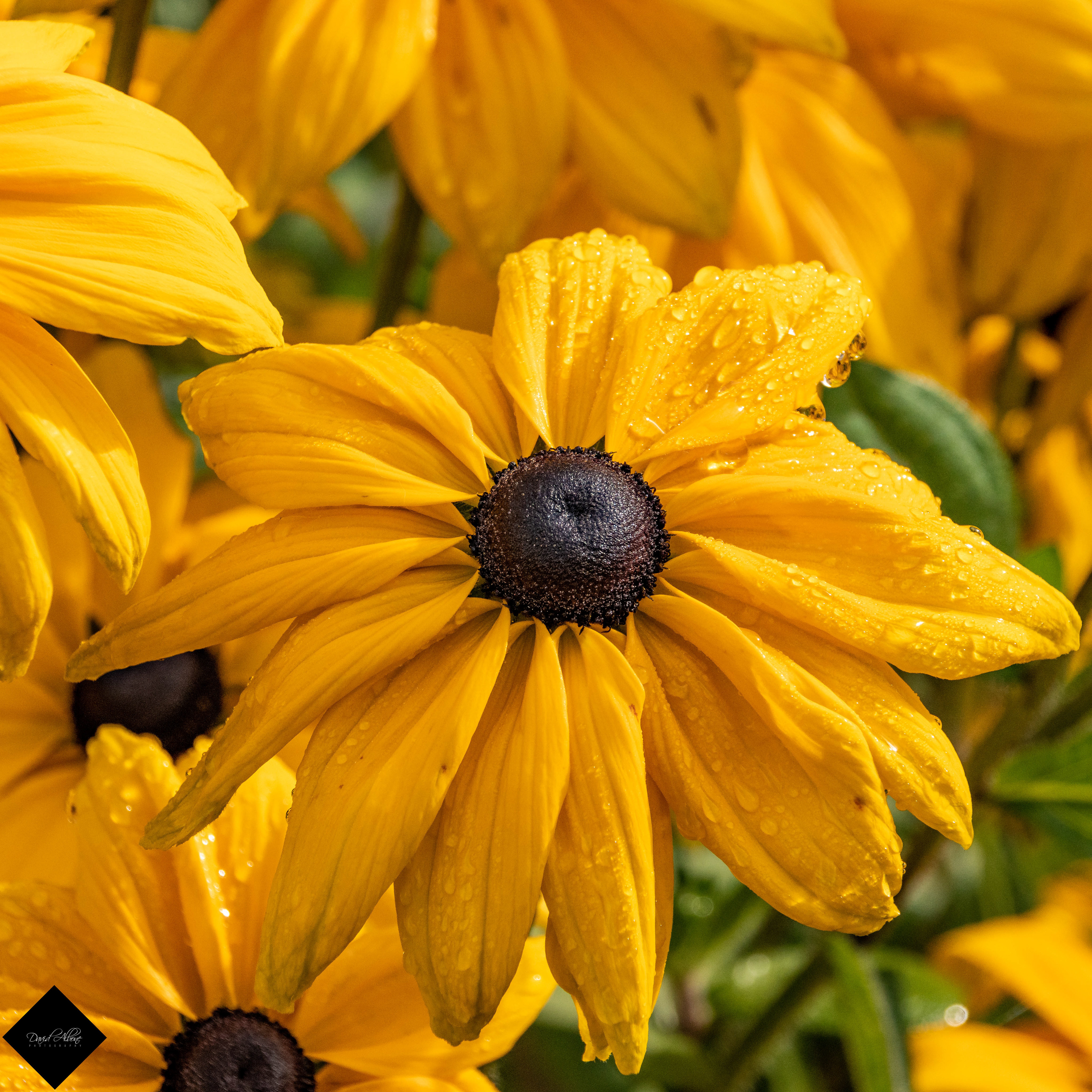 Raindrop Yellow