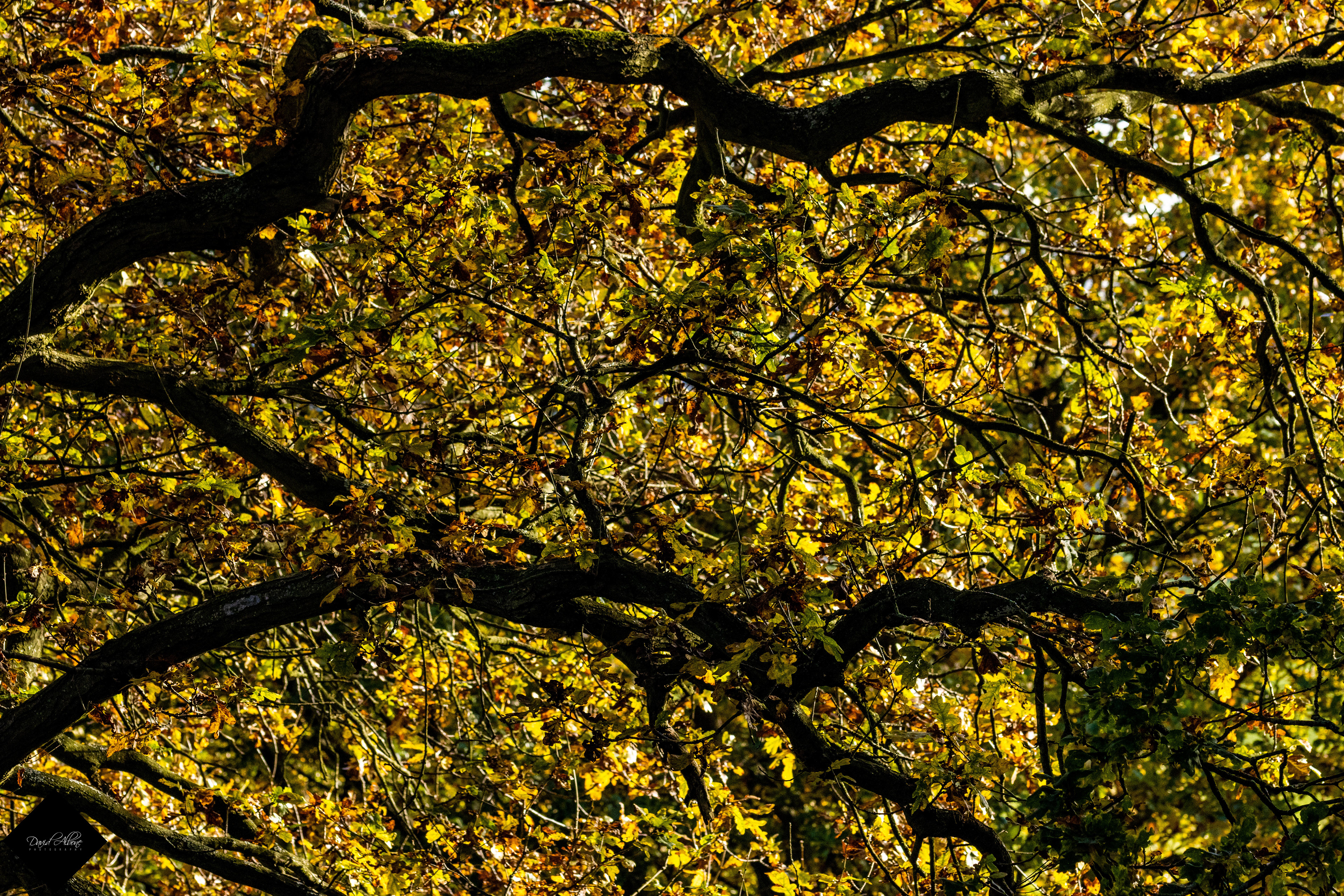 Autumn Tendrils