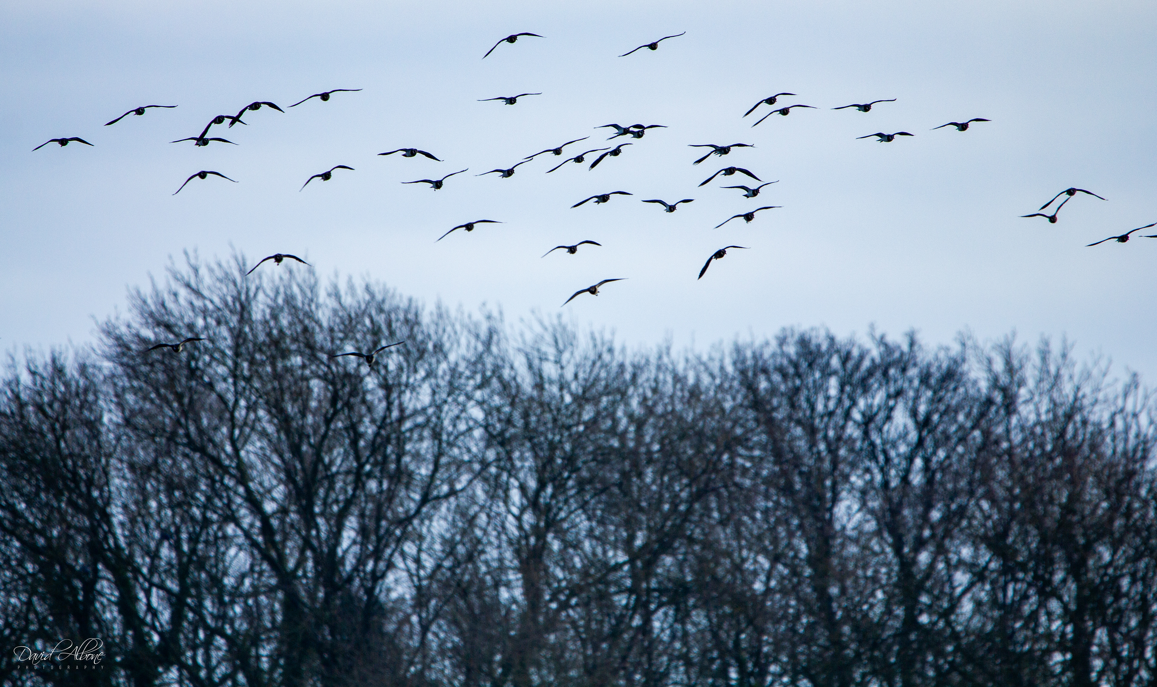 The Birds