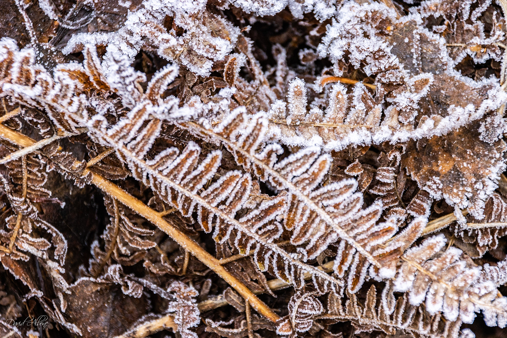 Frosted Leaves