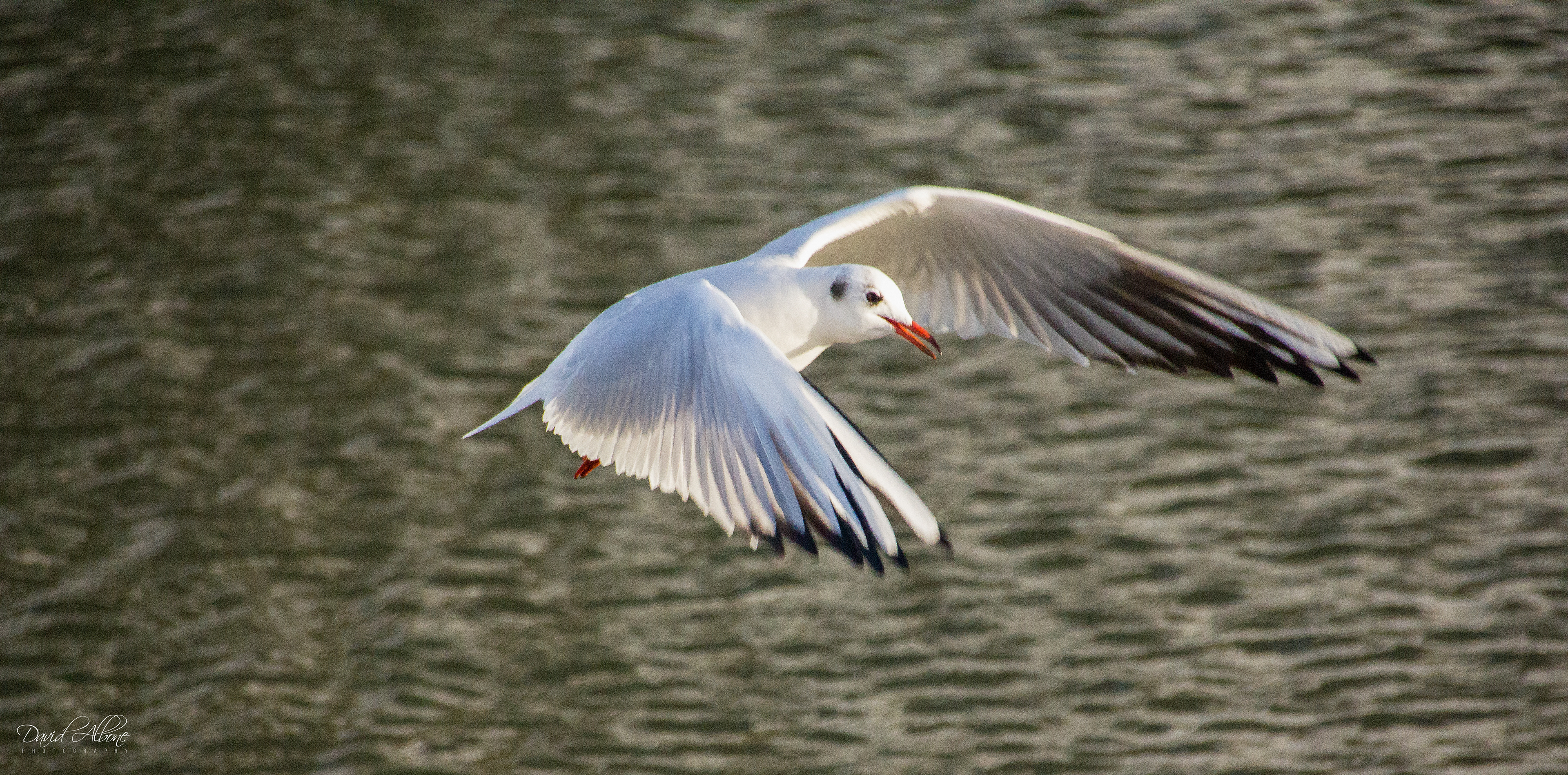 Gull in Flight