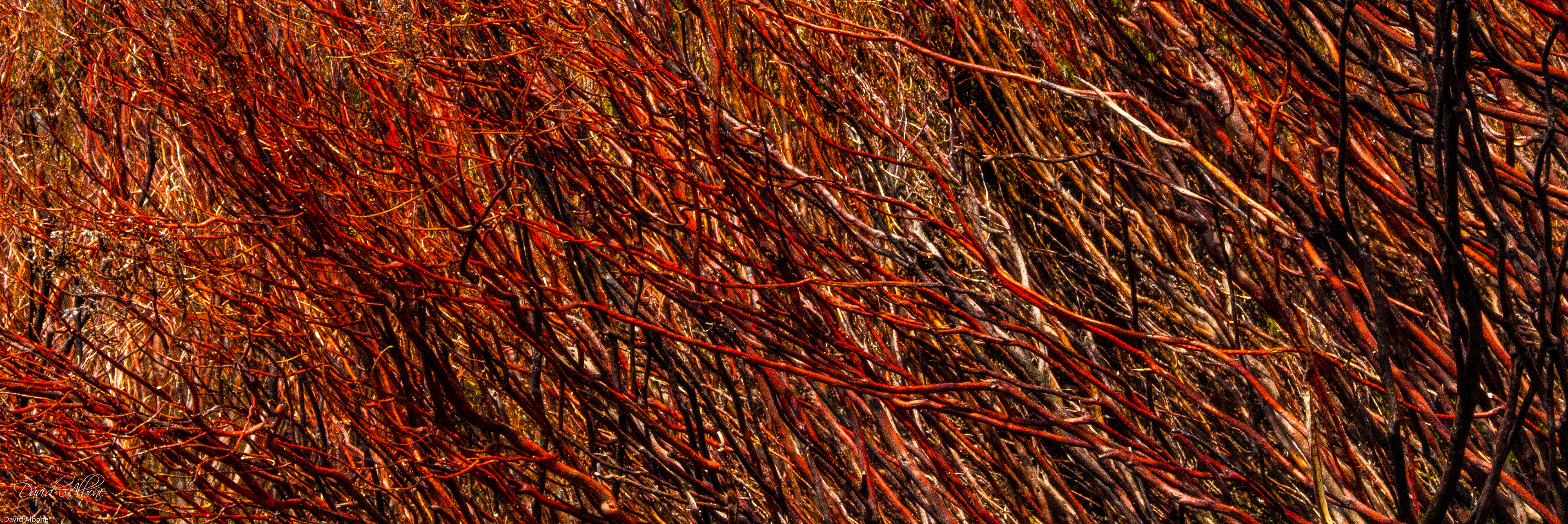 Burnished Wood