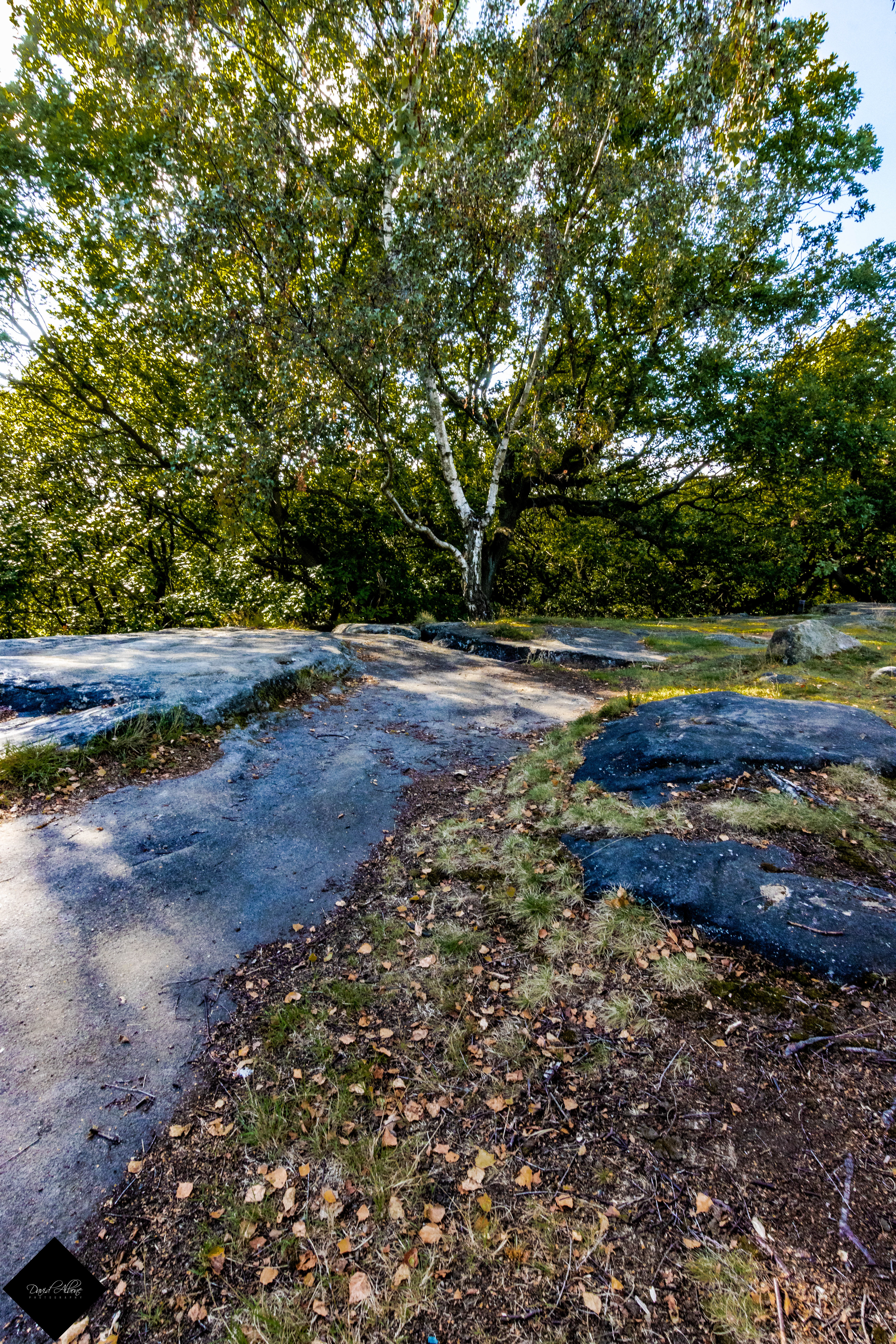 Leading Lines 1 - Shipley Glen