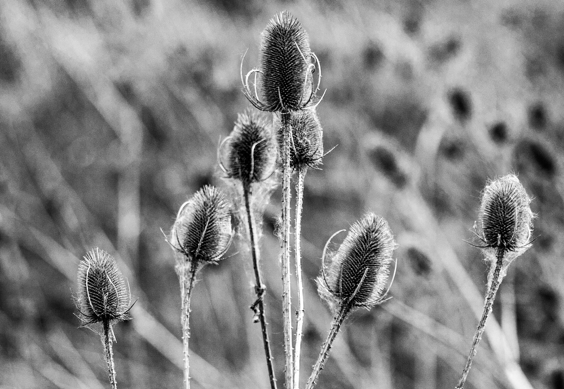 Winter Teasels