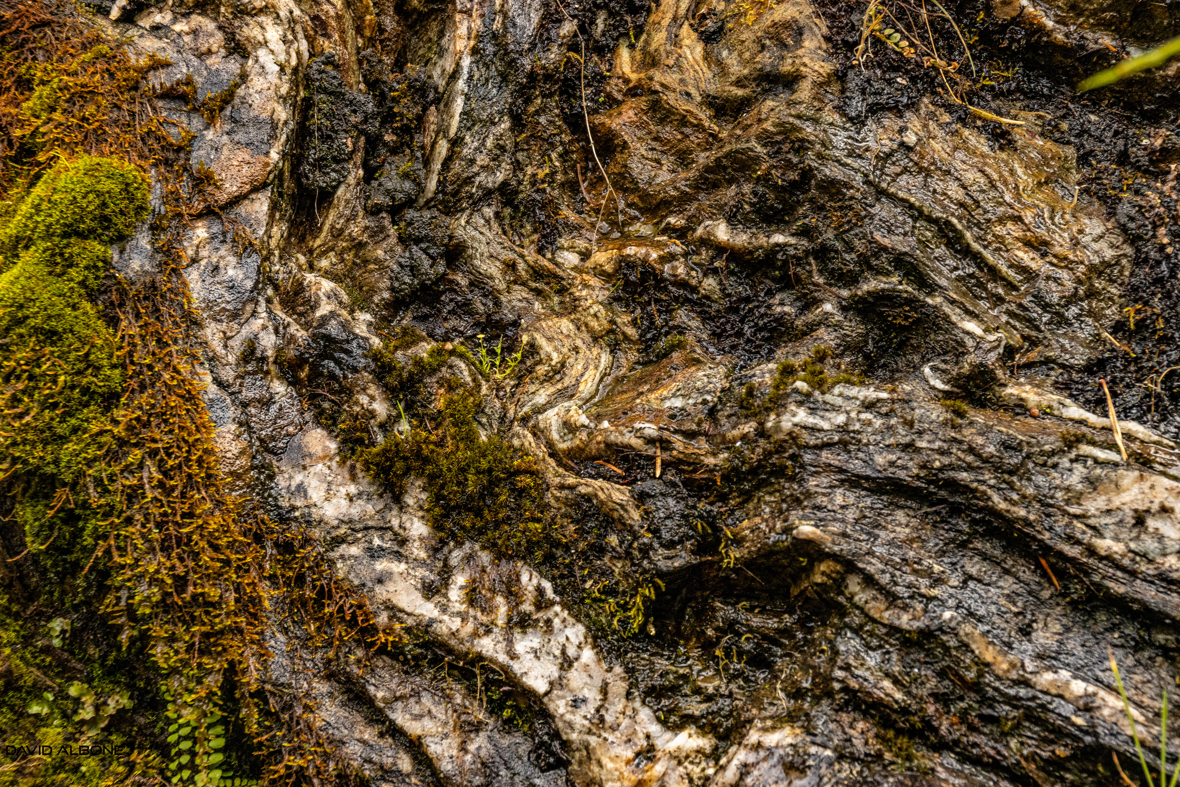 Fernery Patterns