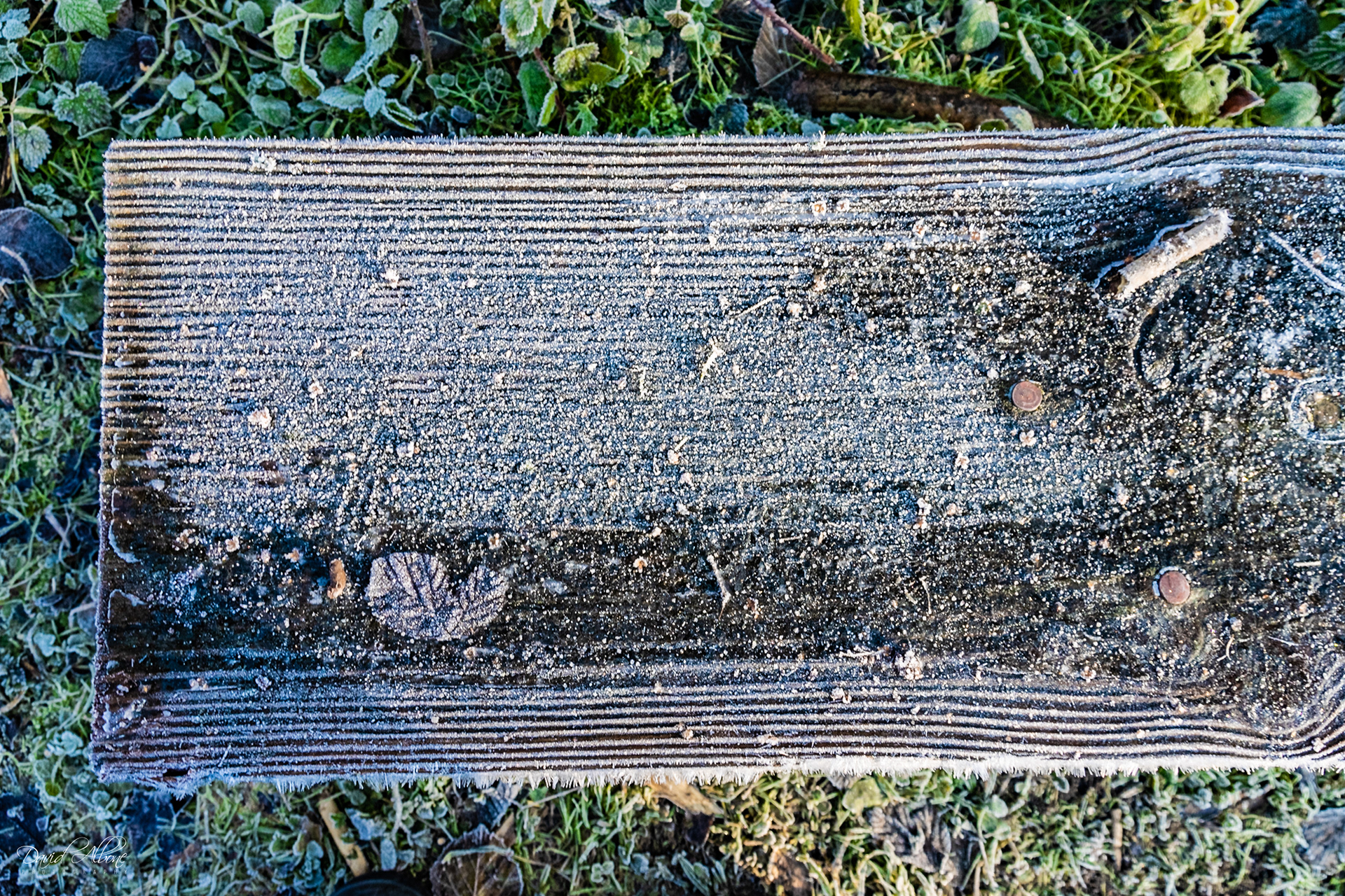 Frozen Bench